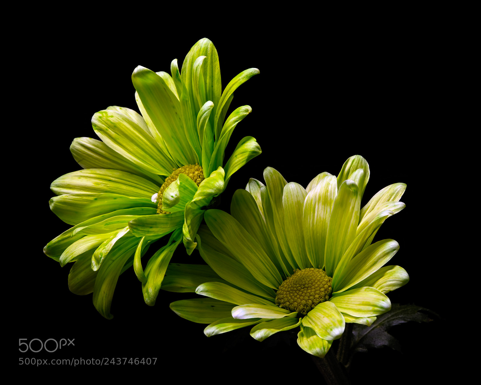Nikon D810 sample photo. Green daisy pair 1007 photography