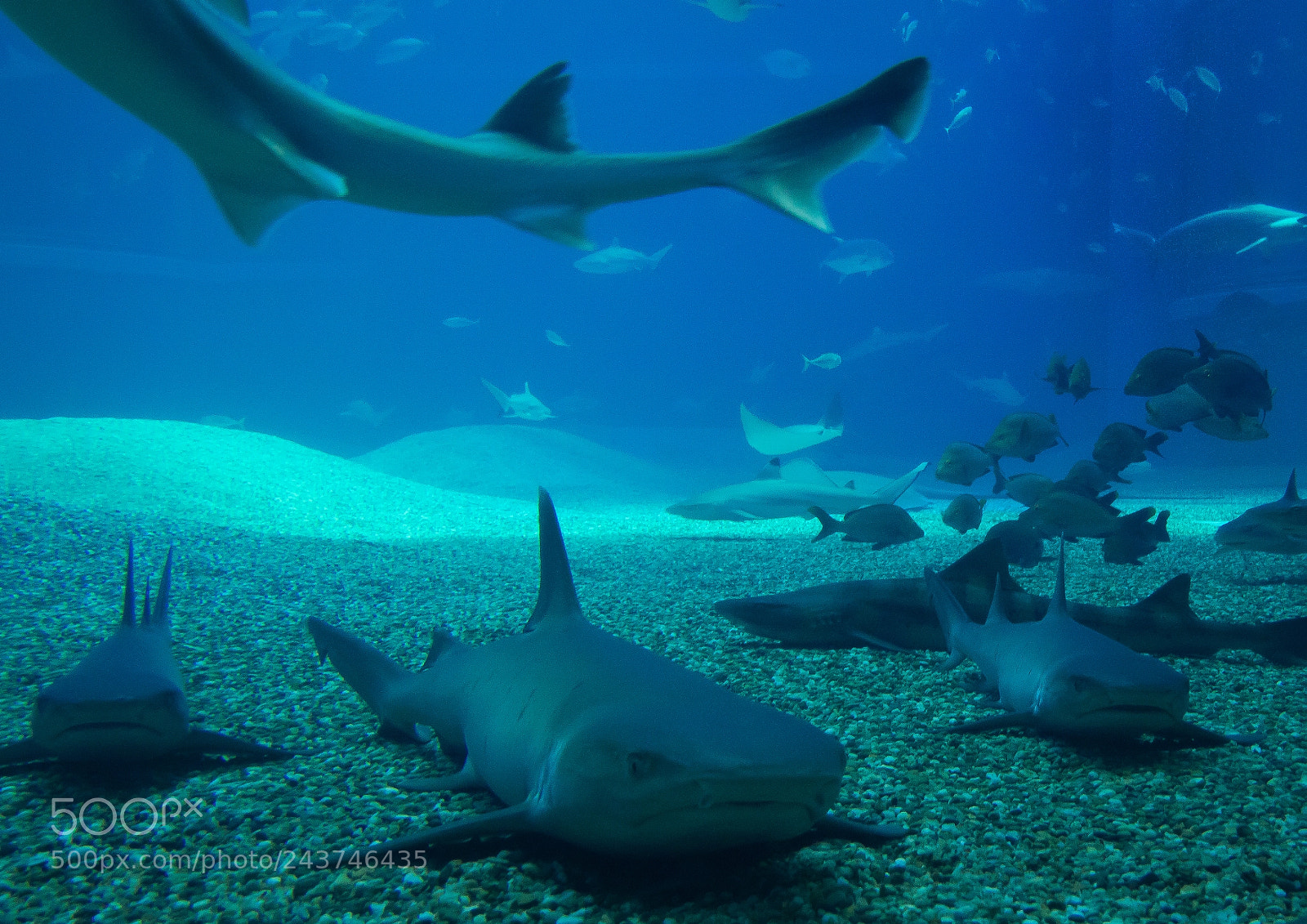 Sony Cyber-shot DSC-RX10 III sample photo. Sharks, manta rays and photography