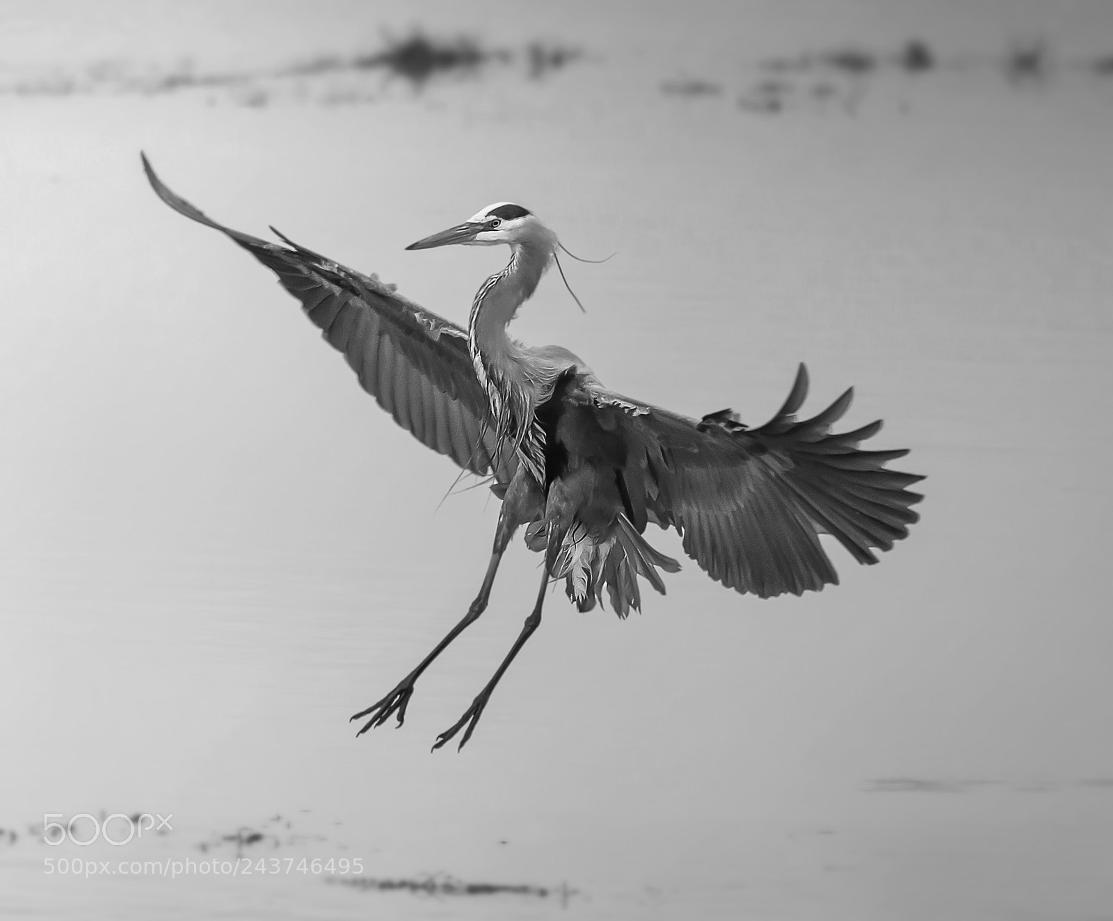 Nikon D800E sample photo. Heron in flight photography