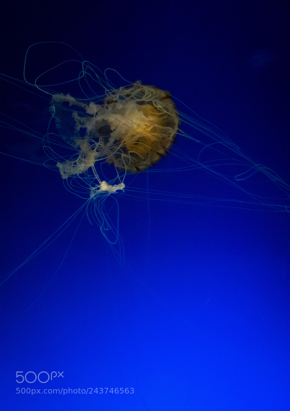 Sony Cyber-shot DSC-RX10 III sample photo. Close-up of jellyfish swimming photography
