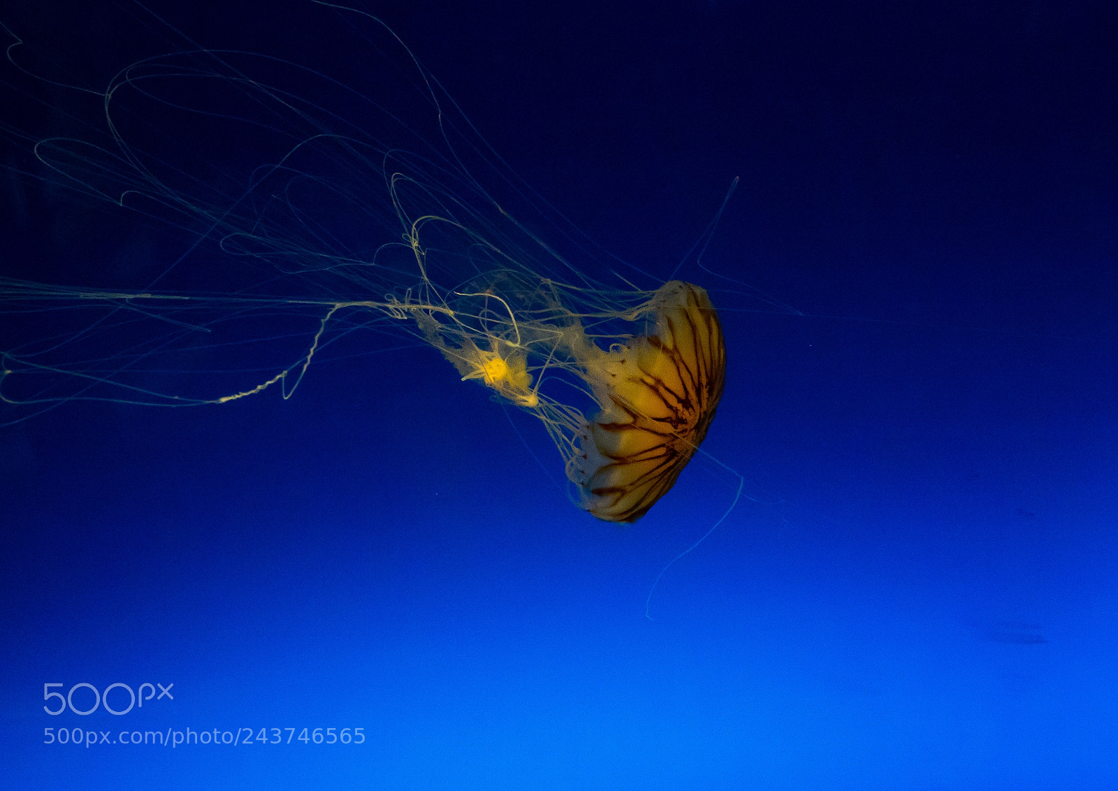 Sony Cyber-shot DSC-RX10 III sample photo. Close-up of jellyfish swimming photography