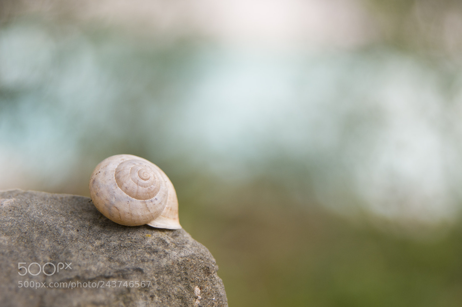 Nikon D300S sample photo. Chiocciola photography