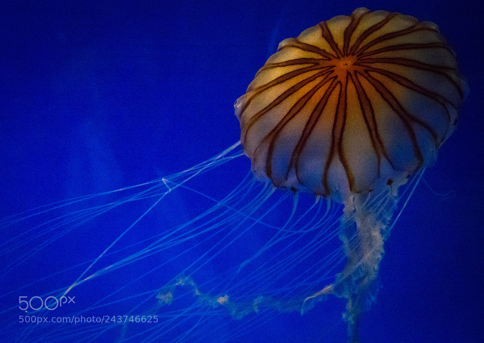 Sony Cyber-shot DSC-RX10 III sample photo. Close-up of jellyfish swimming photography