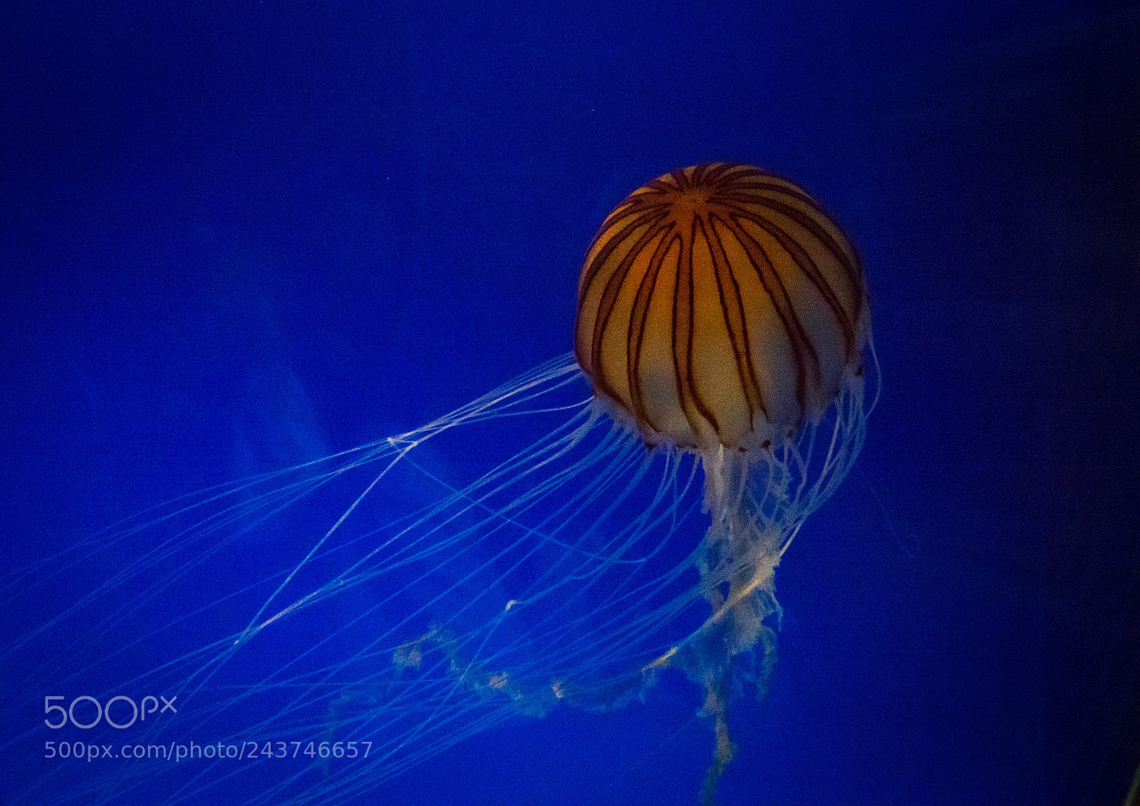 Sony Cyber-shot DSC-RX10 III sample photo. Close-up of jellyfish swimming photography