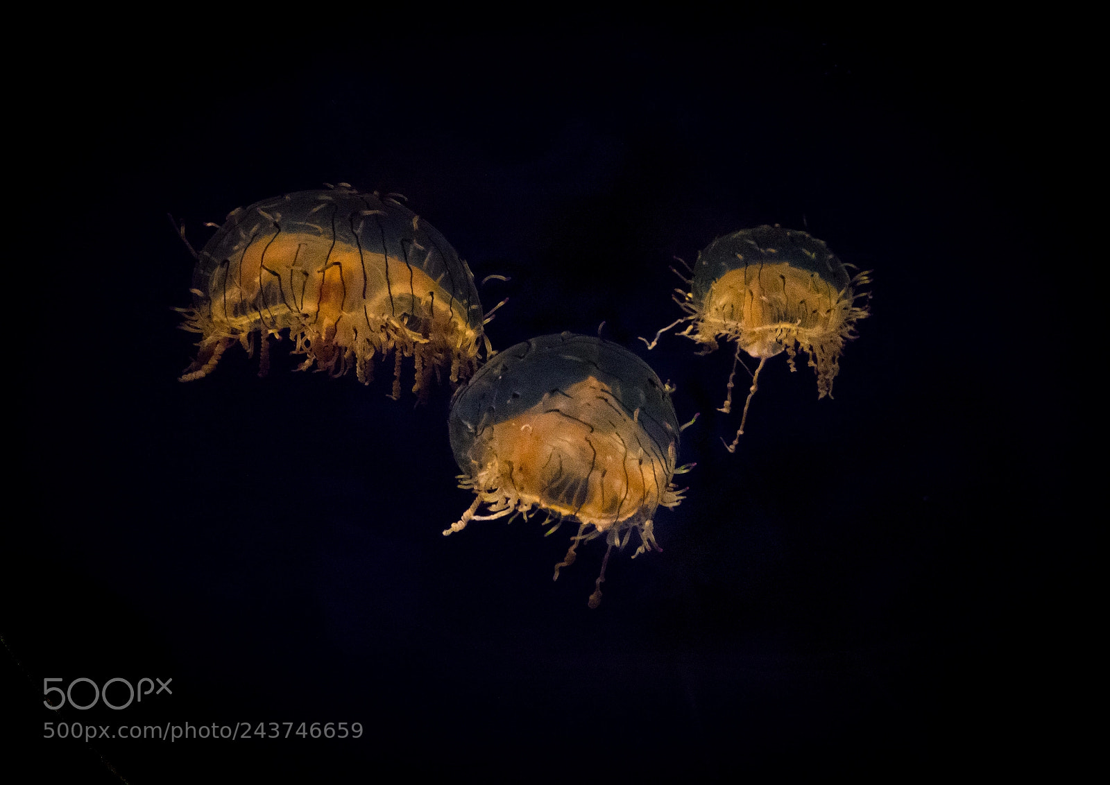 Sony Cyber-shot DSC-RX10 III sample photo. Close-up of jellyfish swimming photography