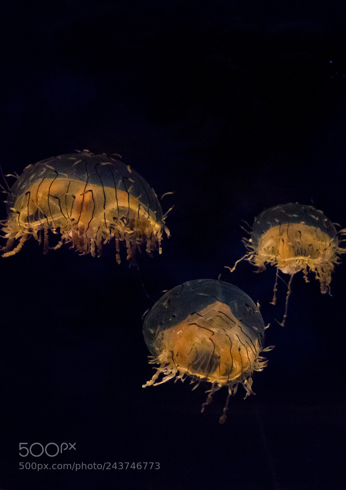 Sony Cyber-shot DSC-RX10 III sample photo. Close-up of jellyfish swimming photography