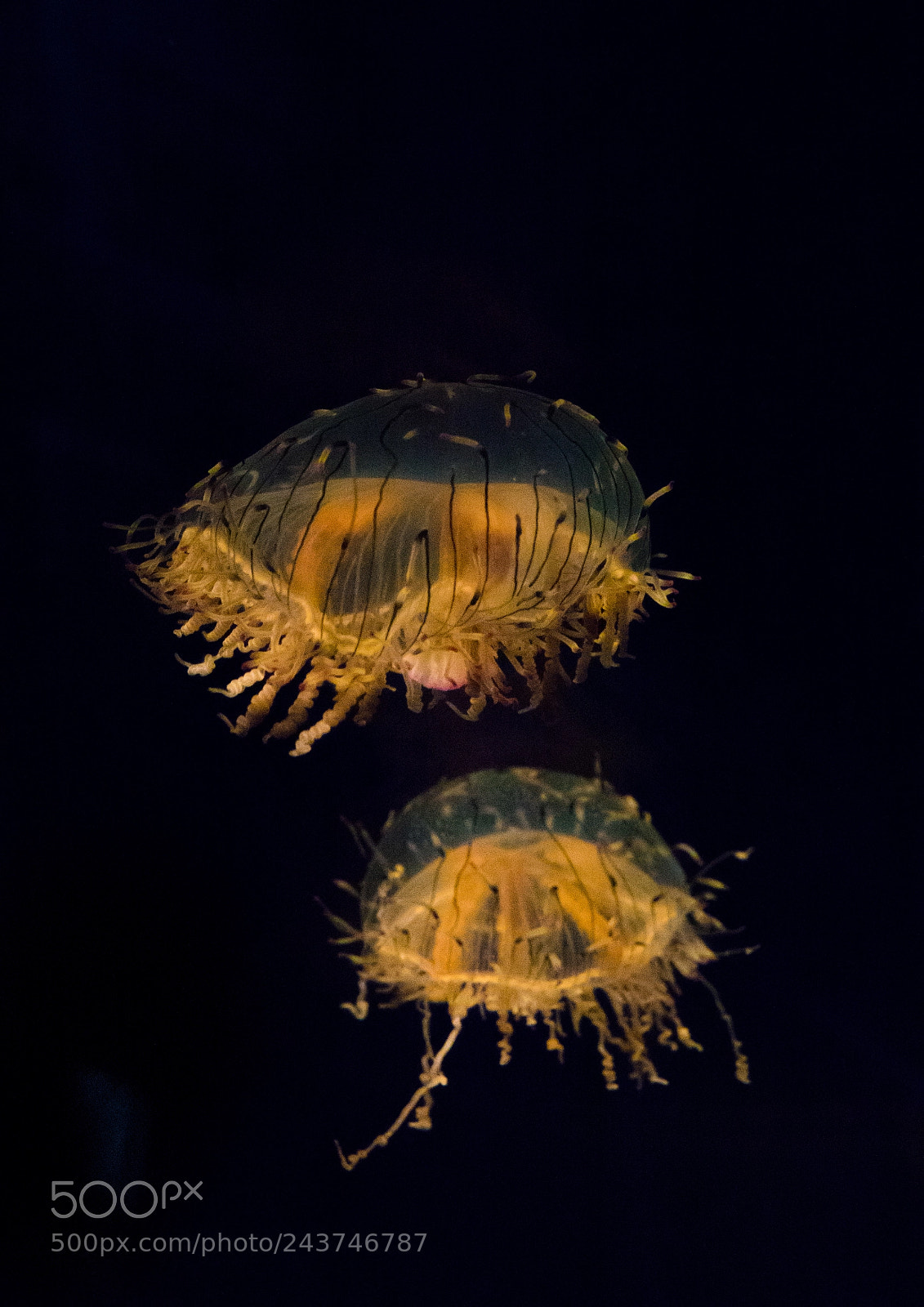 Sony Cyber-shot DSC-RX10 III sample photo. Close-up of jellyfish swimming photography