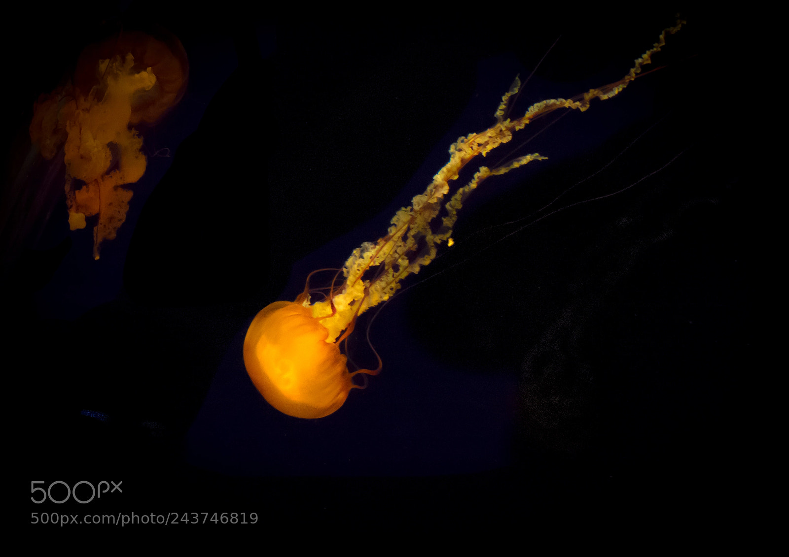 Sony Cyber-shot DSC-RX10 III sample photo. Close-up of jellyfish swimming photography
