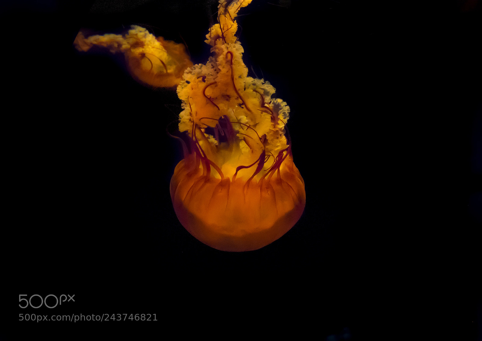 Sony Cyber-shot DSC-RX10 III sample photo. Close-up of jellyfish swimming photography