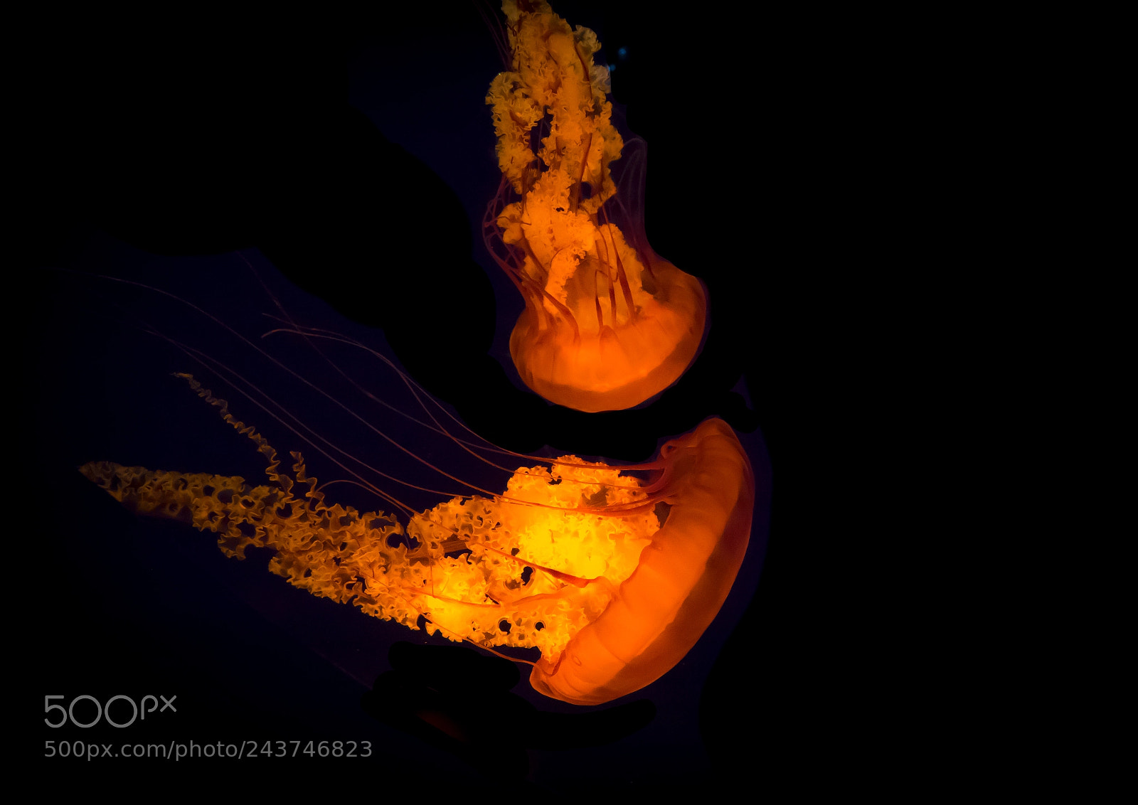 Sony Cyber-shot DSC-RX10 III sample photo. Close-up of jellyfish swimming photography