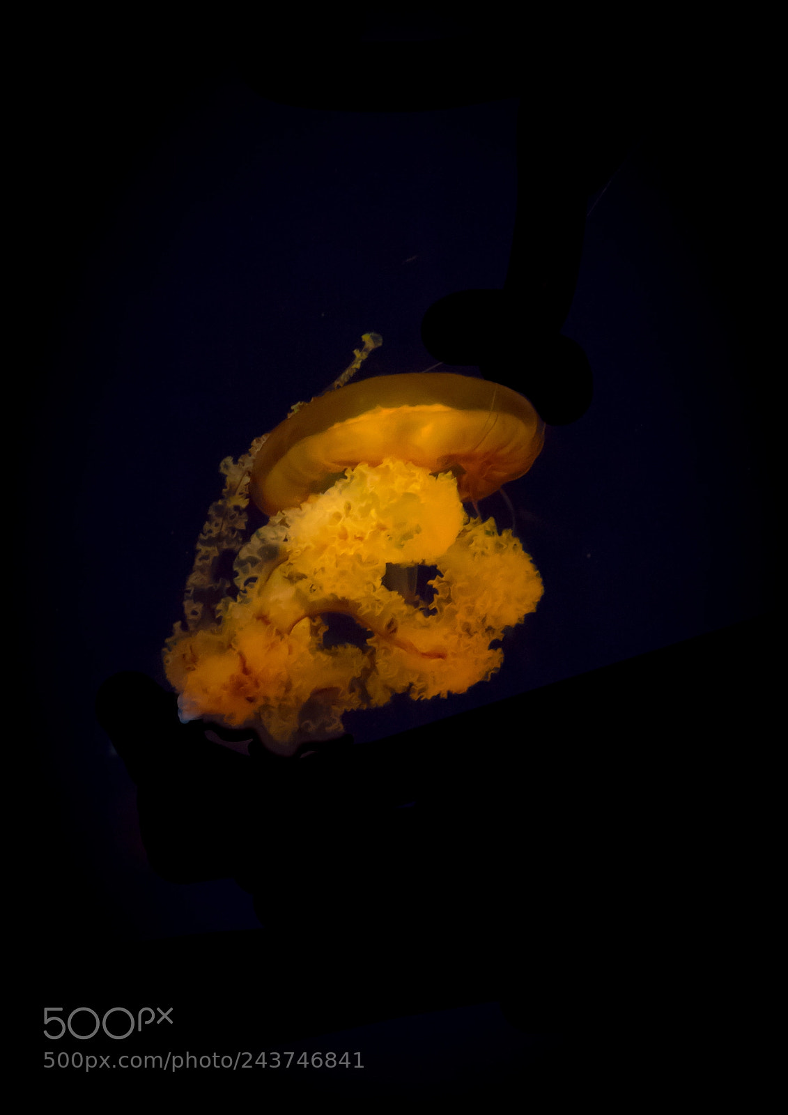 Sony Cyber-shot DSC-RX10 III sample photo. Close-up of jellyfish swimming photography