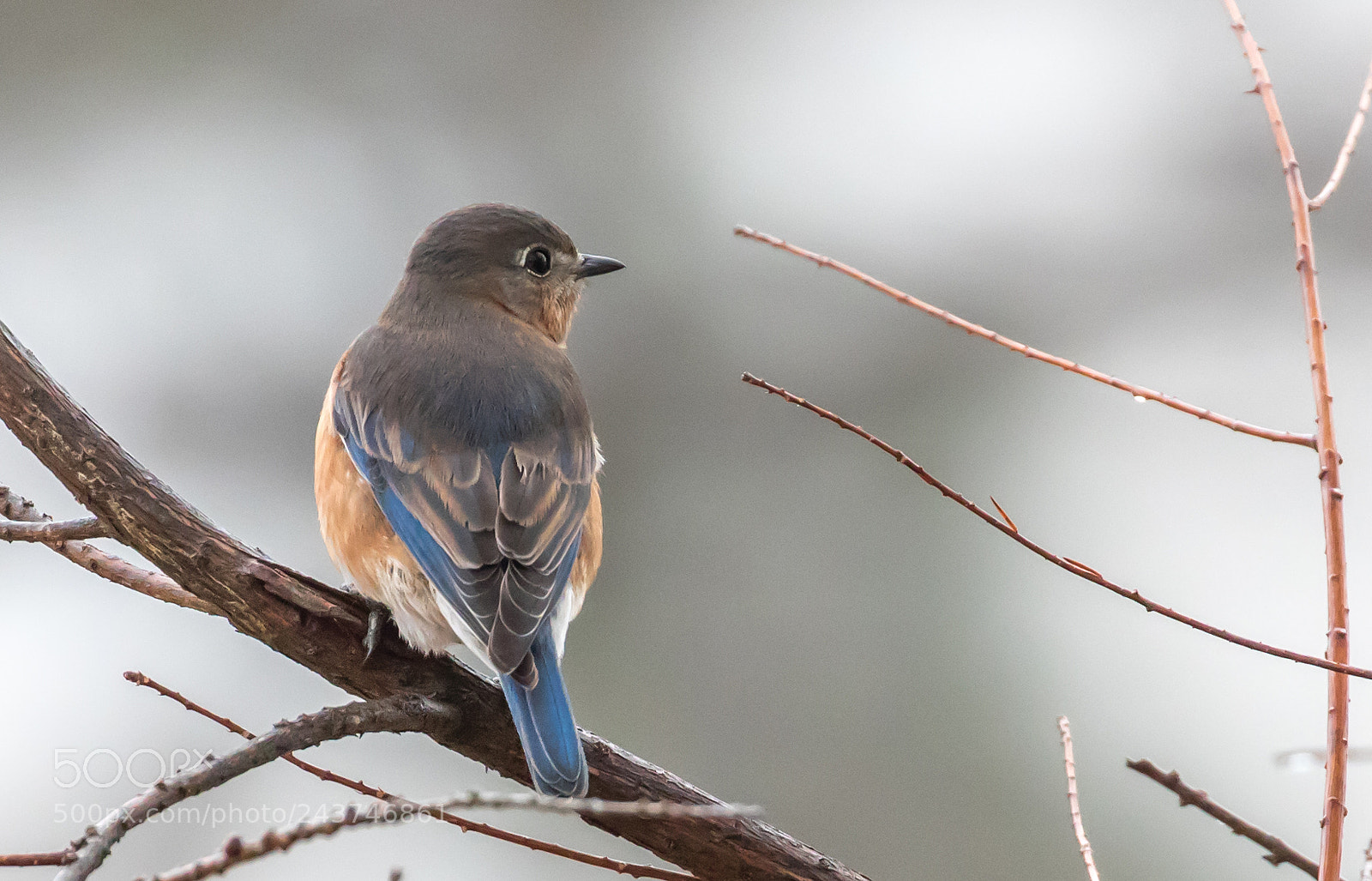 Canon EOS 7D Mark II sample photo. Eastern bluebird photography