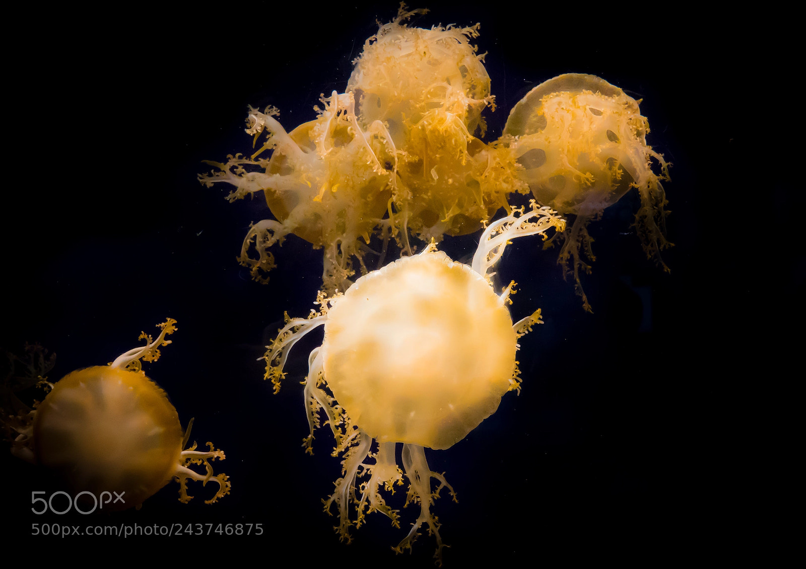 Sony Cyber-shot DSC-RX10 III sample photo. Close-up of jellyfish swimming photography