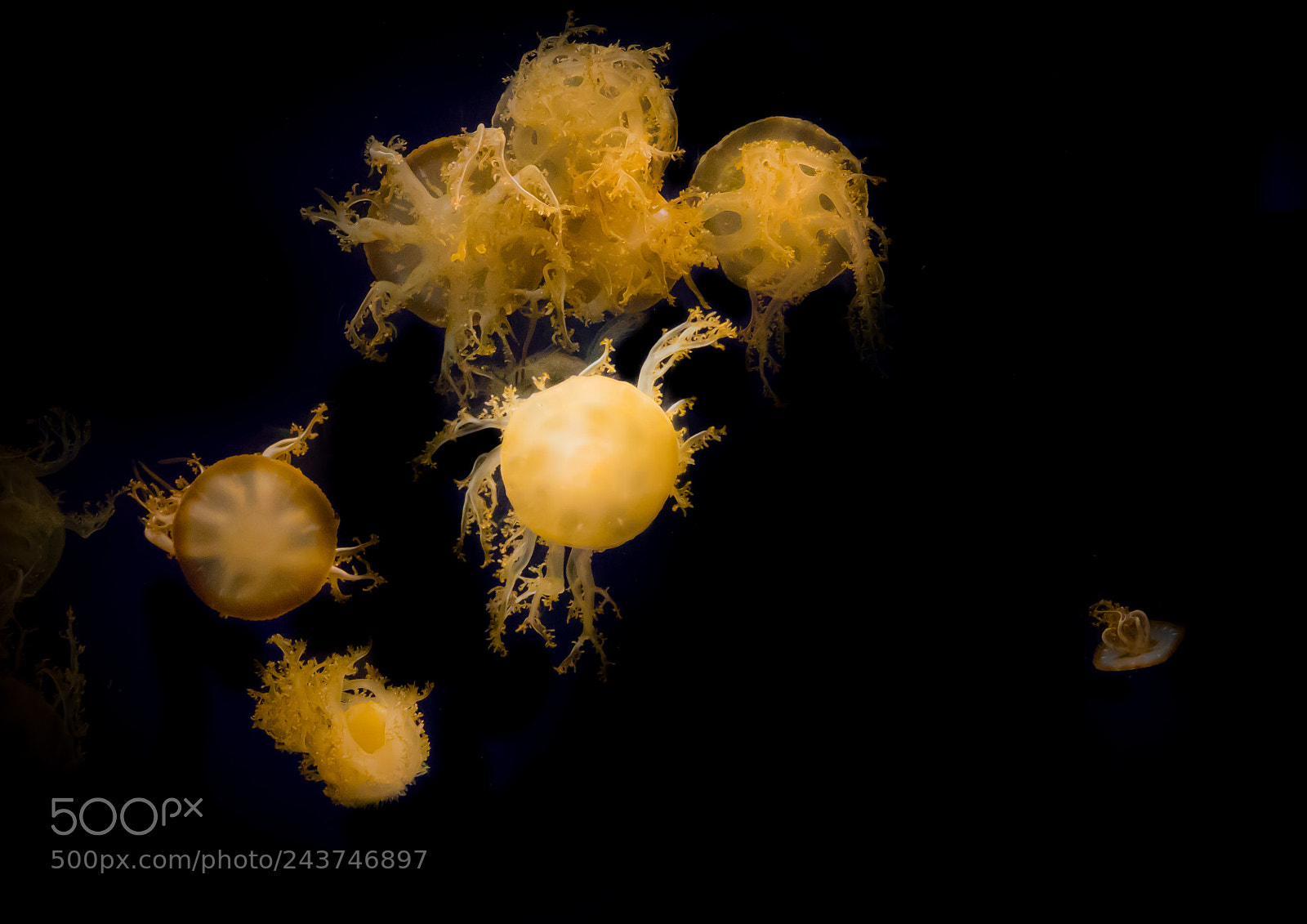 Sony Cyber-shot DSC-RX10 III sample photo. Close-up of jellyfish swimming photography