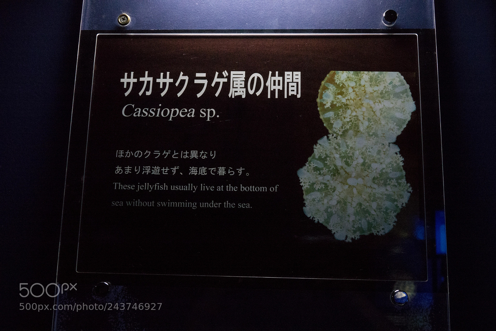 Sony Cyber-shot DSC-RX10 III sample photo. Dsc photography