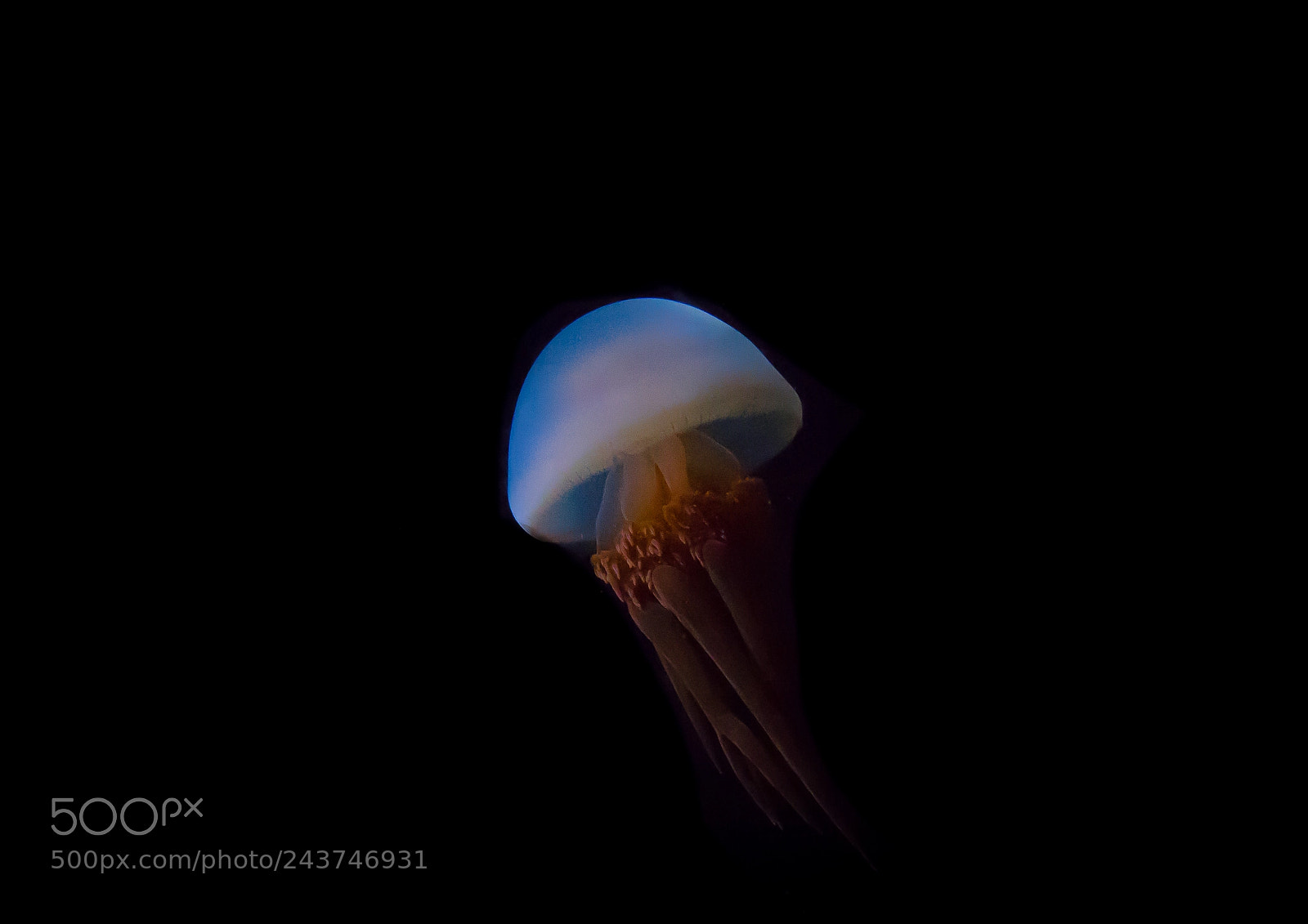 Sony Cyber-shot DSC-RX10 III sample photo. Close-up of jellyfish swimming photography