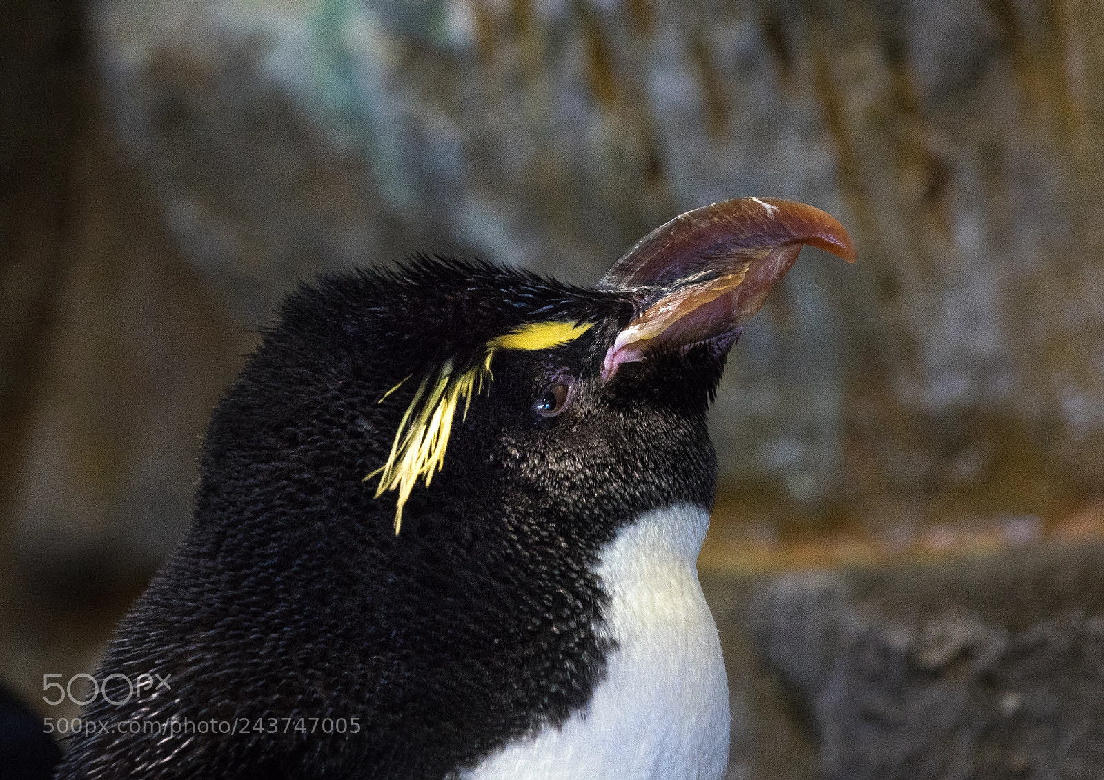 Sony Cyber-shot DSC-RX10 III sample photo. Close-up of a penguin photography