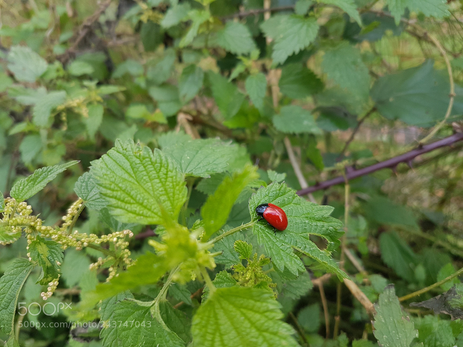 Samsung Galaxy S7 sample photo. Shining red dot photography