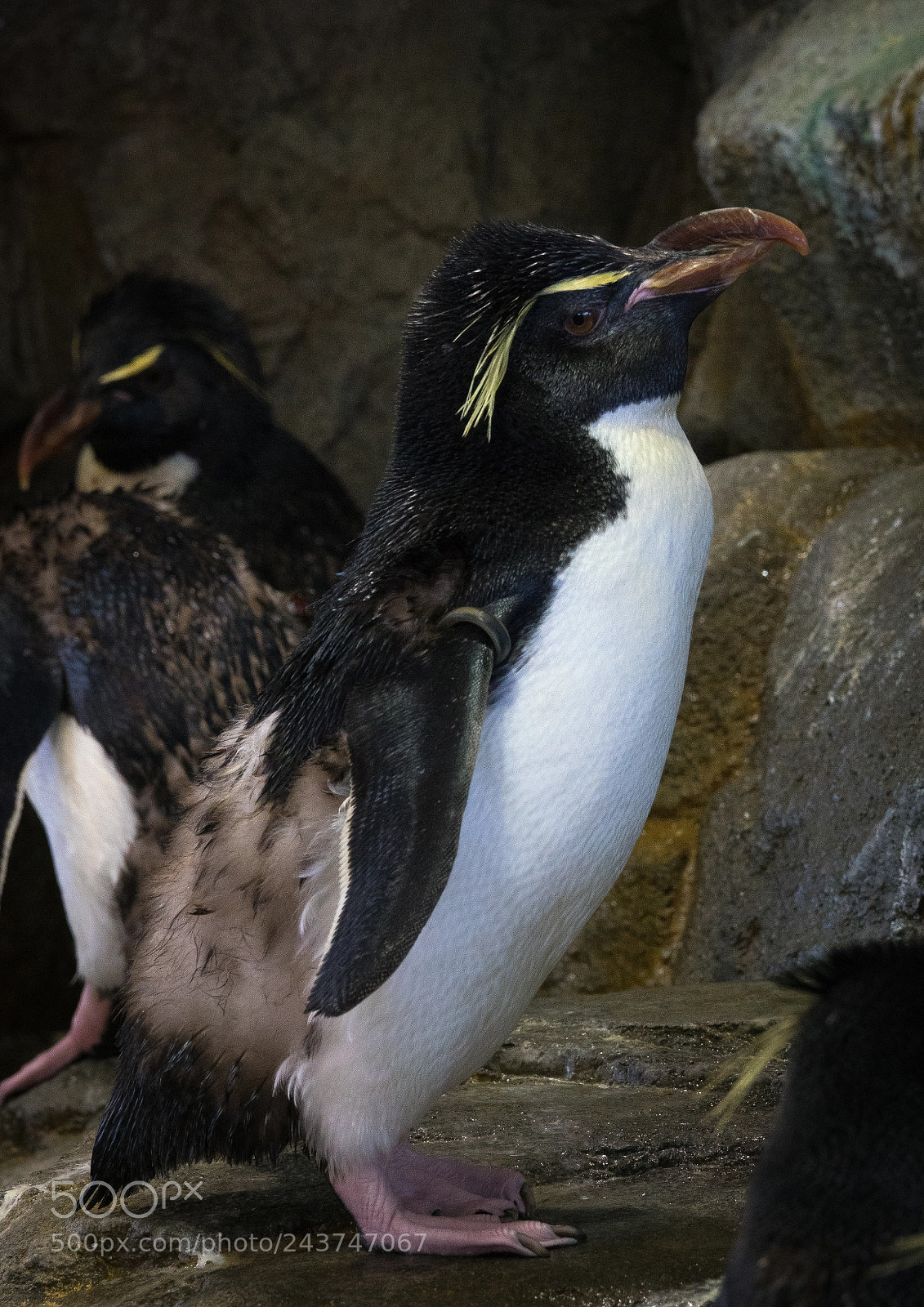 Sony Cyber-shot DSC-RX10 III sample photo. Penguins in osaka aquarium photography
