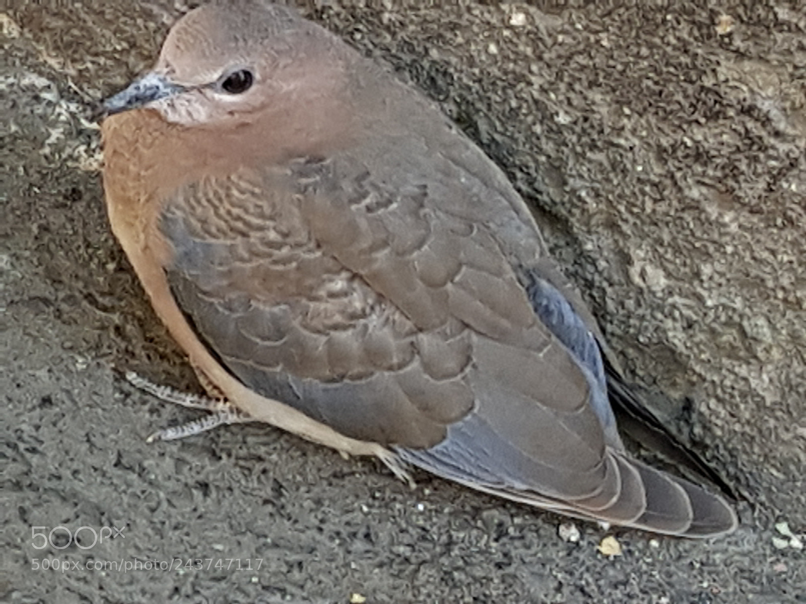 Samsung Galaxy S8+ sample photo. Untitled photography
