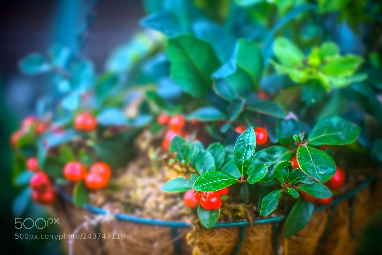 Nikon D800E sample photo. Sleepy basket plant photography