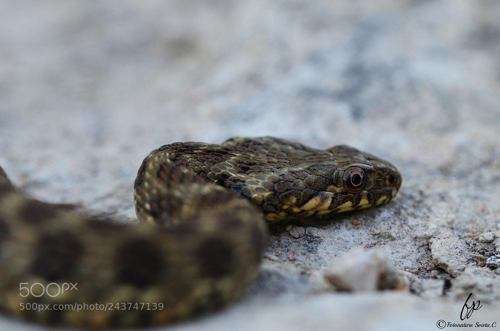 Nikon D5100 sample photo. Water snake photography