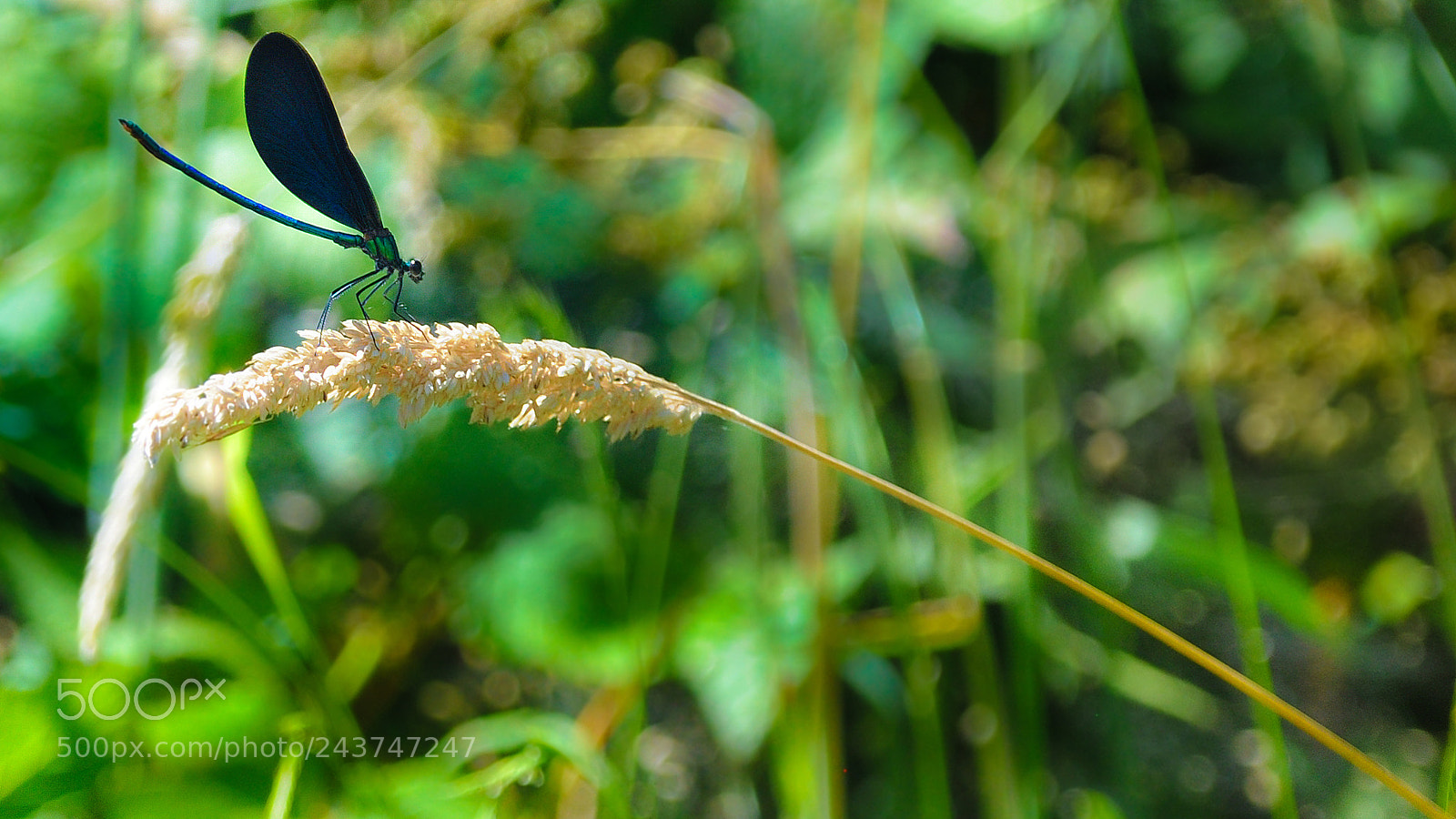 Nikon D90 sample photo. Dragonfly on the branch. photography