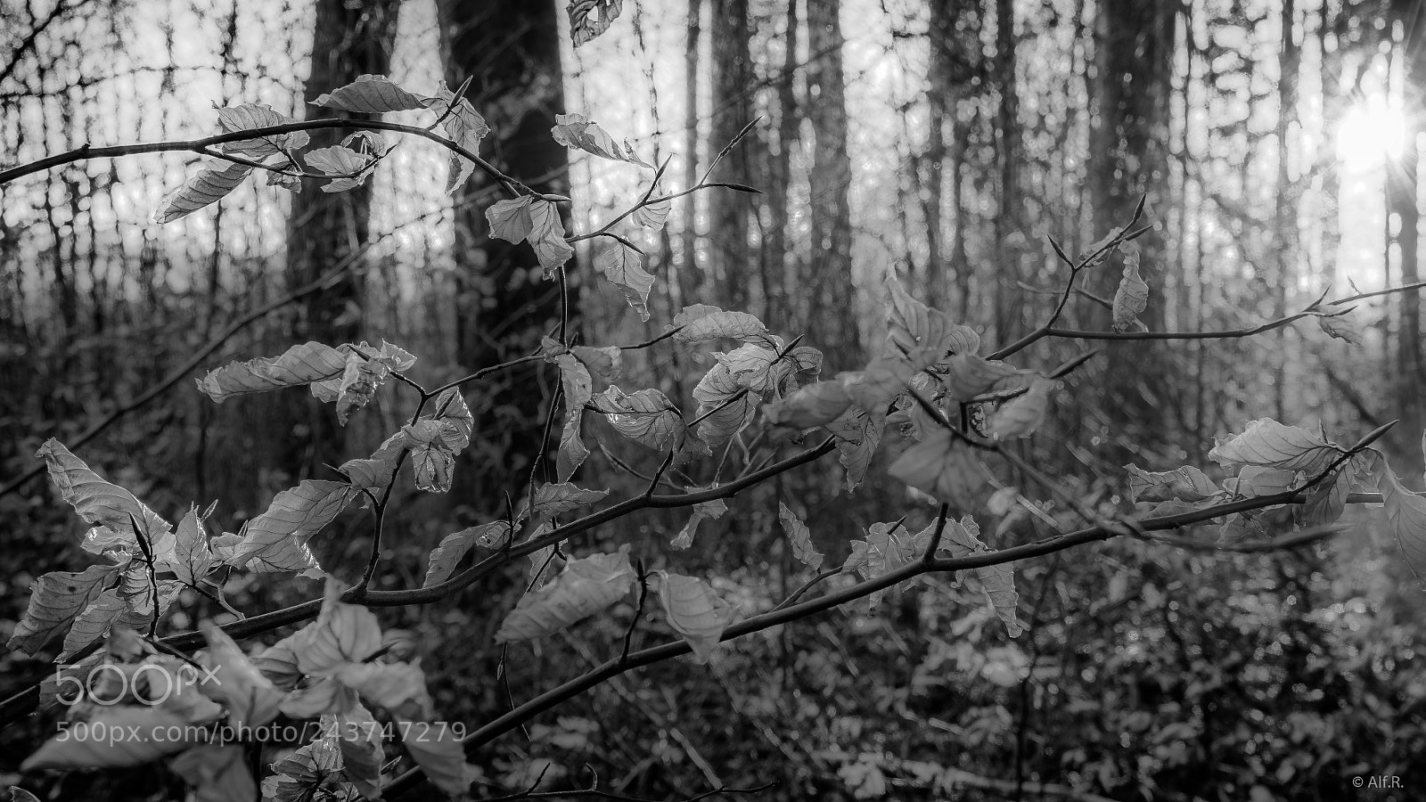 Sony a7R II sample photo. Resist winter photography