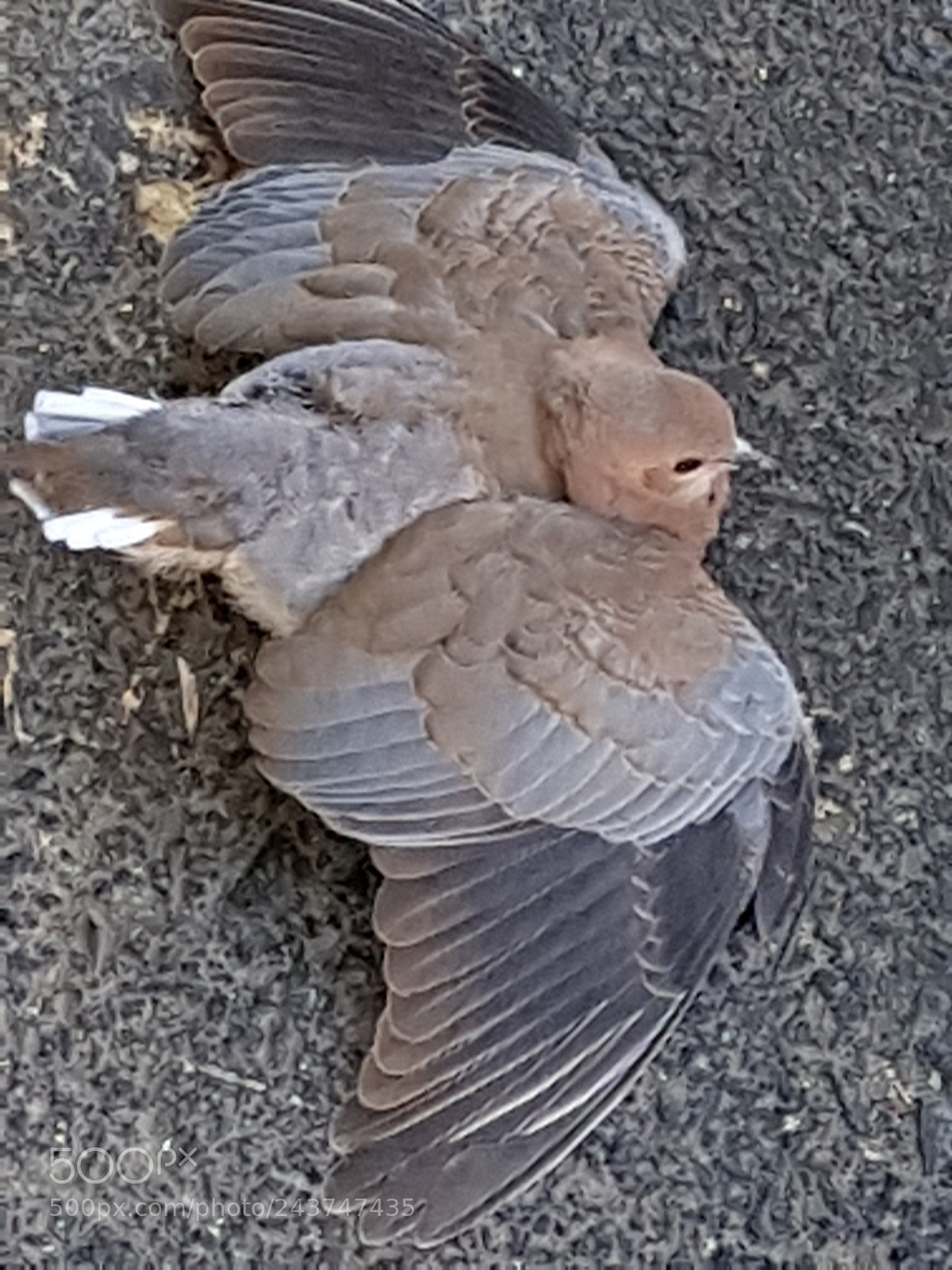 Samsung Galaxy S8+ sample photo. Untitled photography