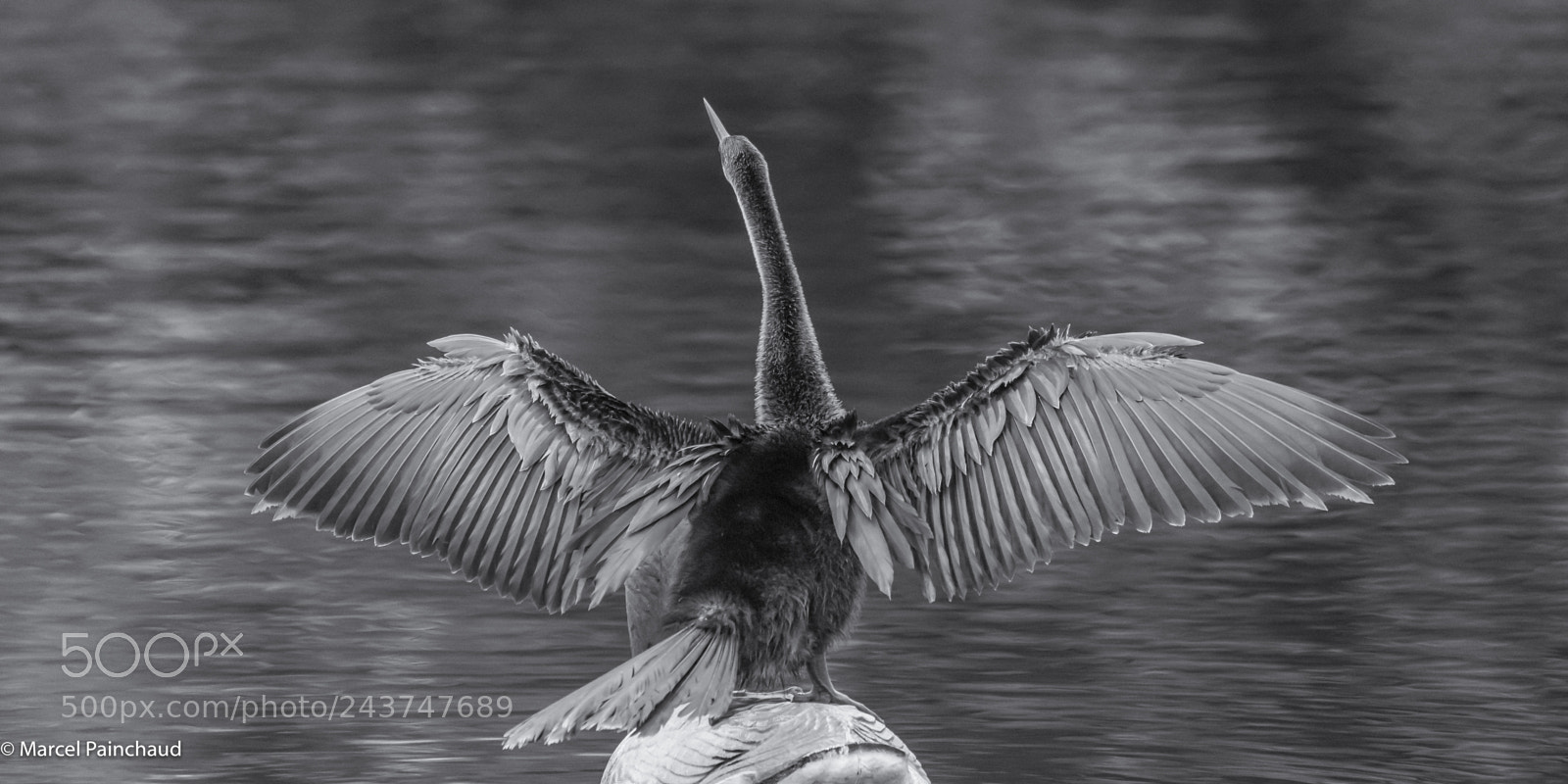 Nikon D810 sample photo. Anhinga being an exhibitionnist! photography