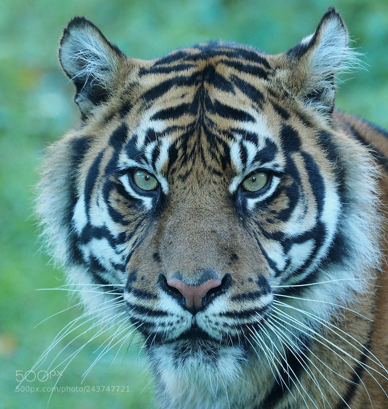 Olympus OM-D E-M1 sample photo. Through the looking glass photography
