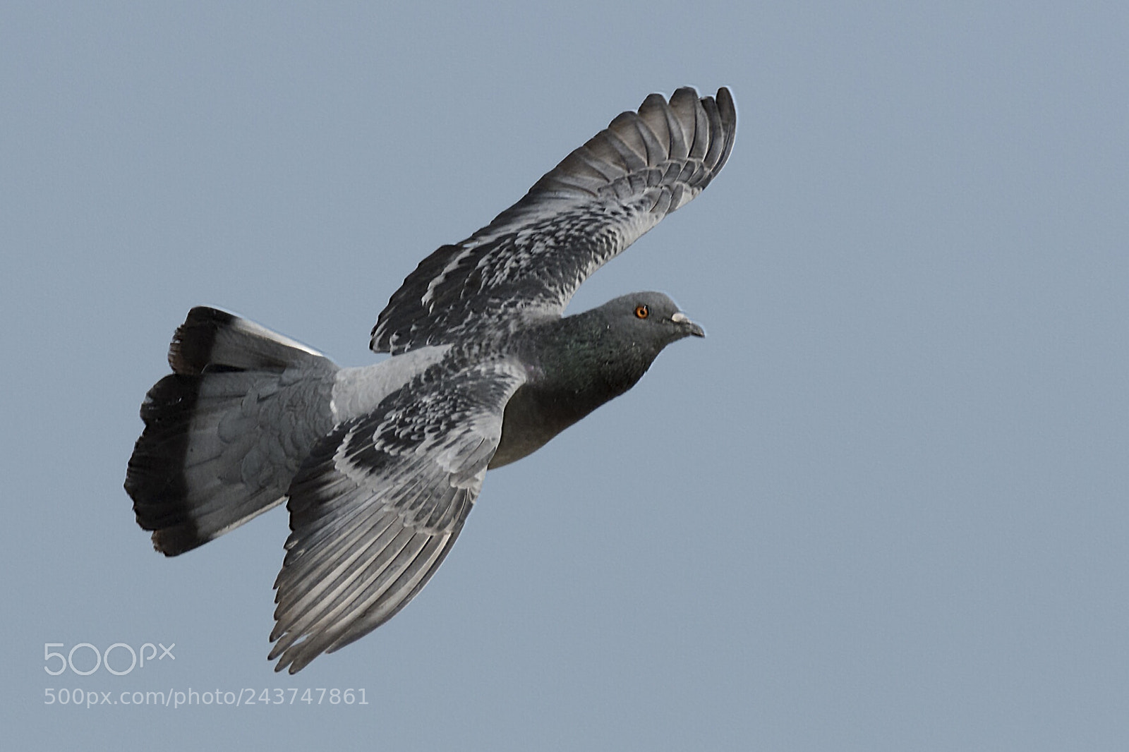Nikon D500 sample photo. Rock pigeon photography
