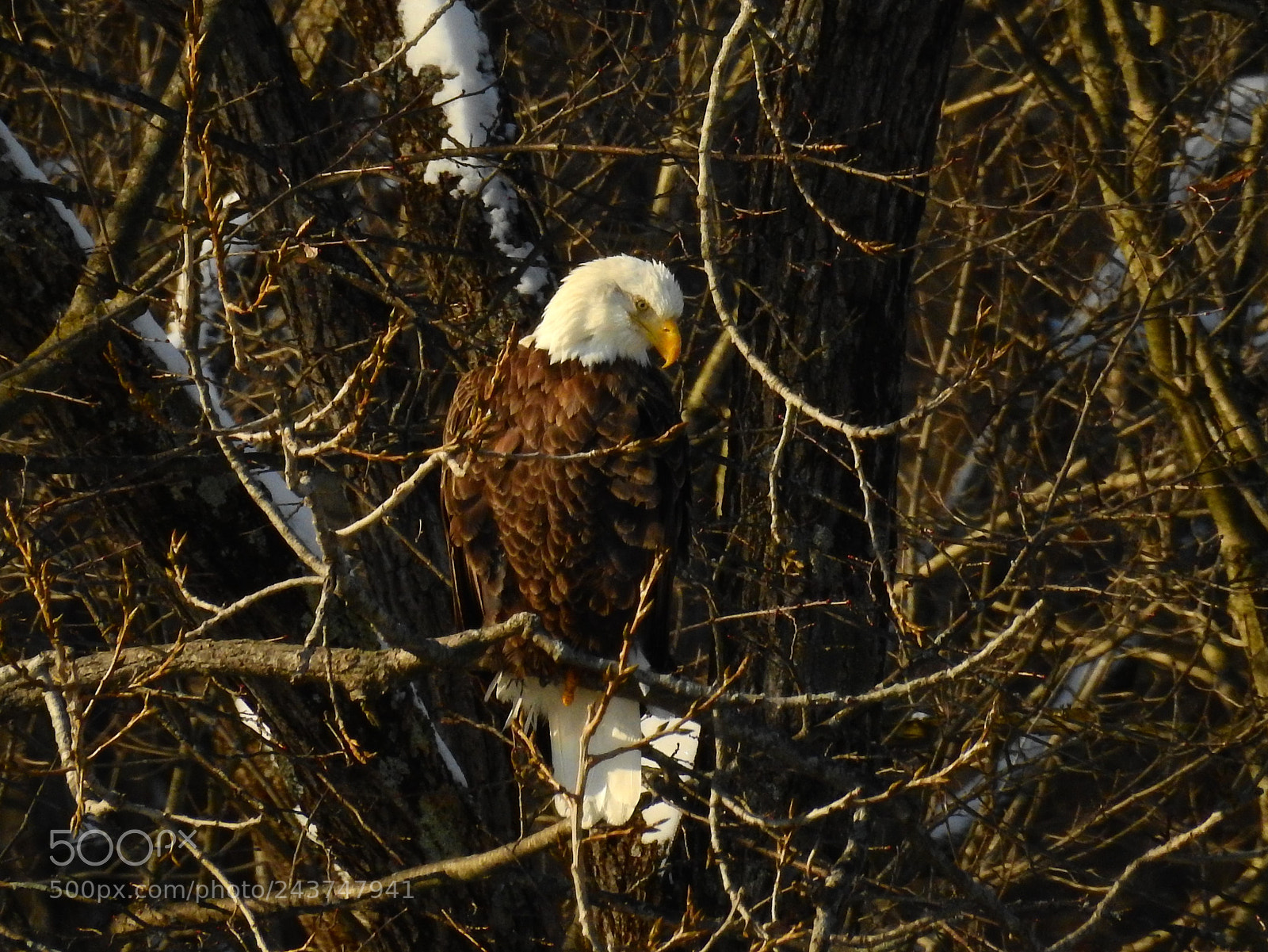 Nikon Coolpix P900 sample photo. American bald eagle photography