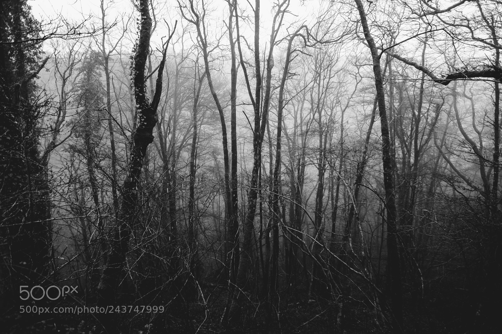 Fujifilm X-Pro2 sample photo. Misty morning photography