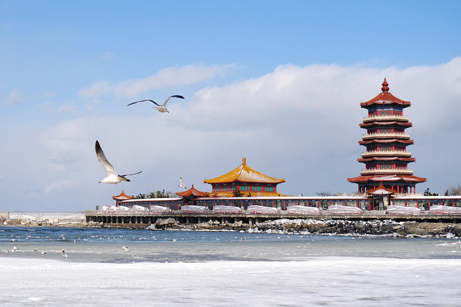 Sony a6300 sample photo. Seagulls after snow photography