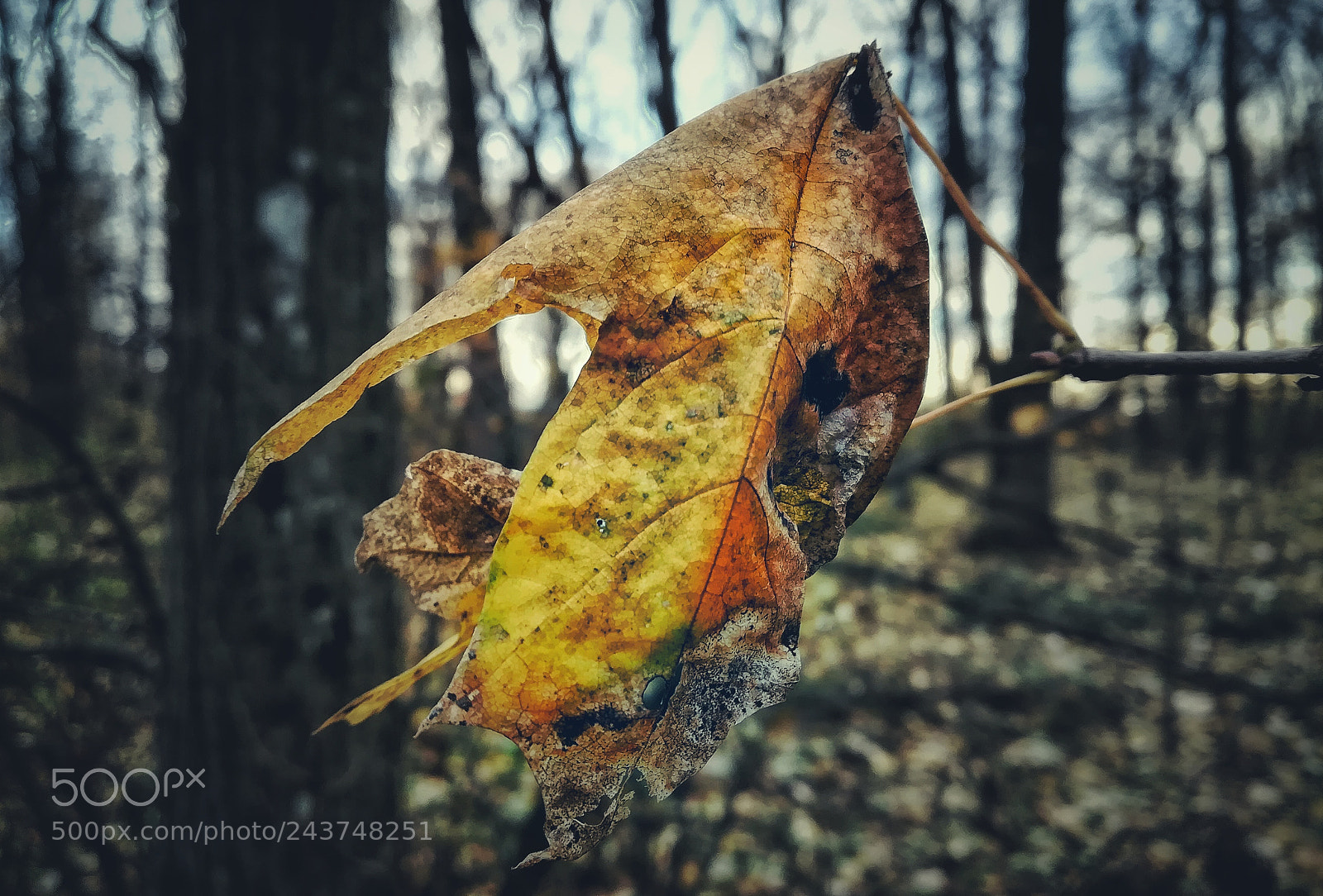 HUAWEI PRA-LX1 sample photo. Untitled photography