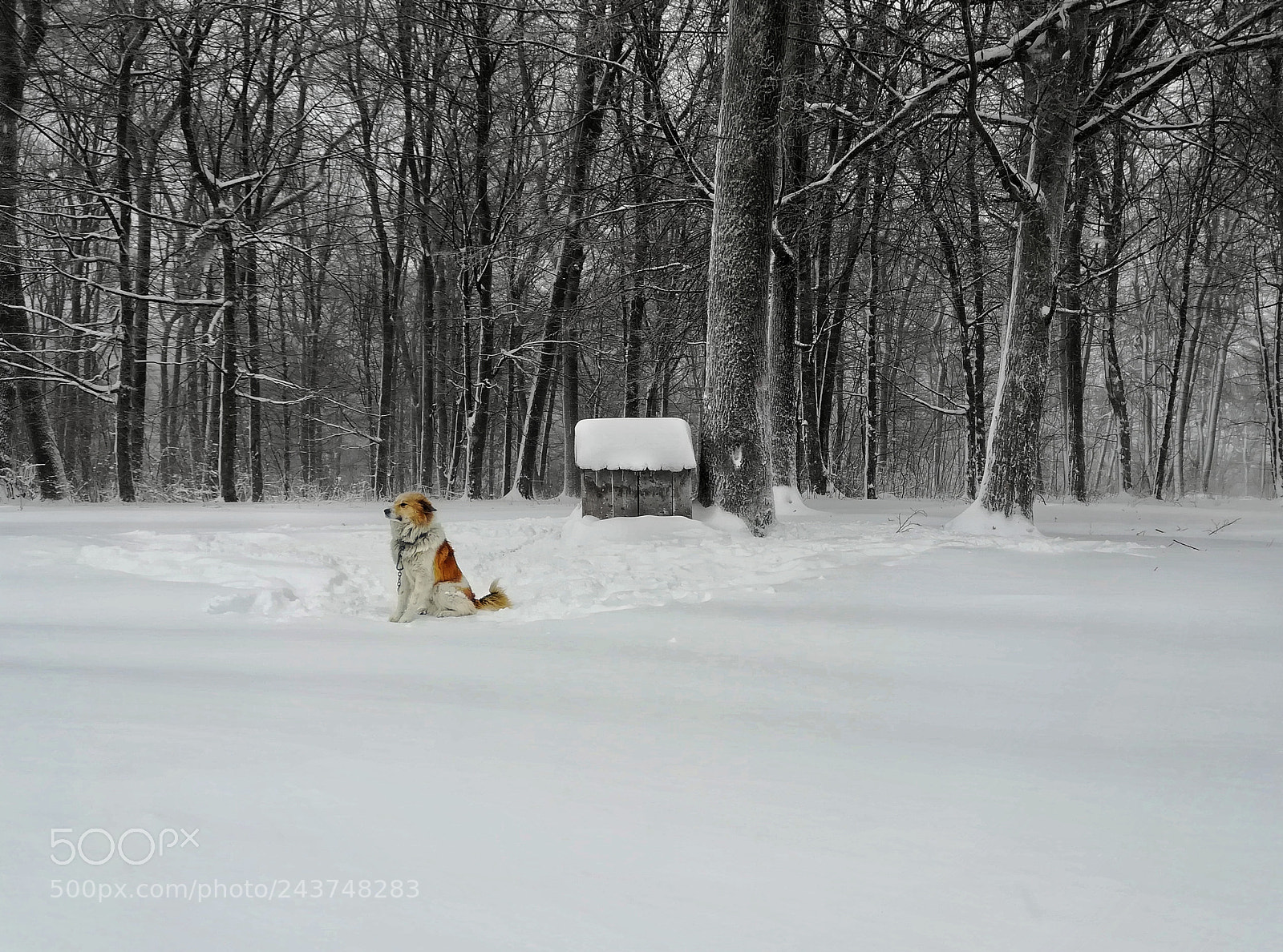 HUAWEI PRA-LX1 sample photo. Dog photography