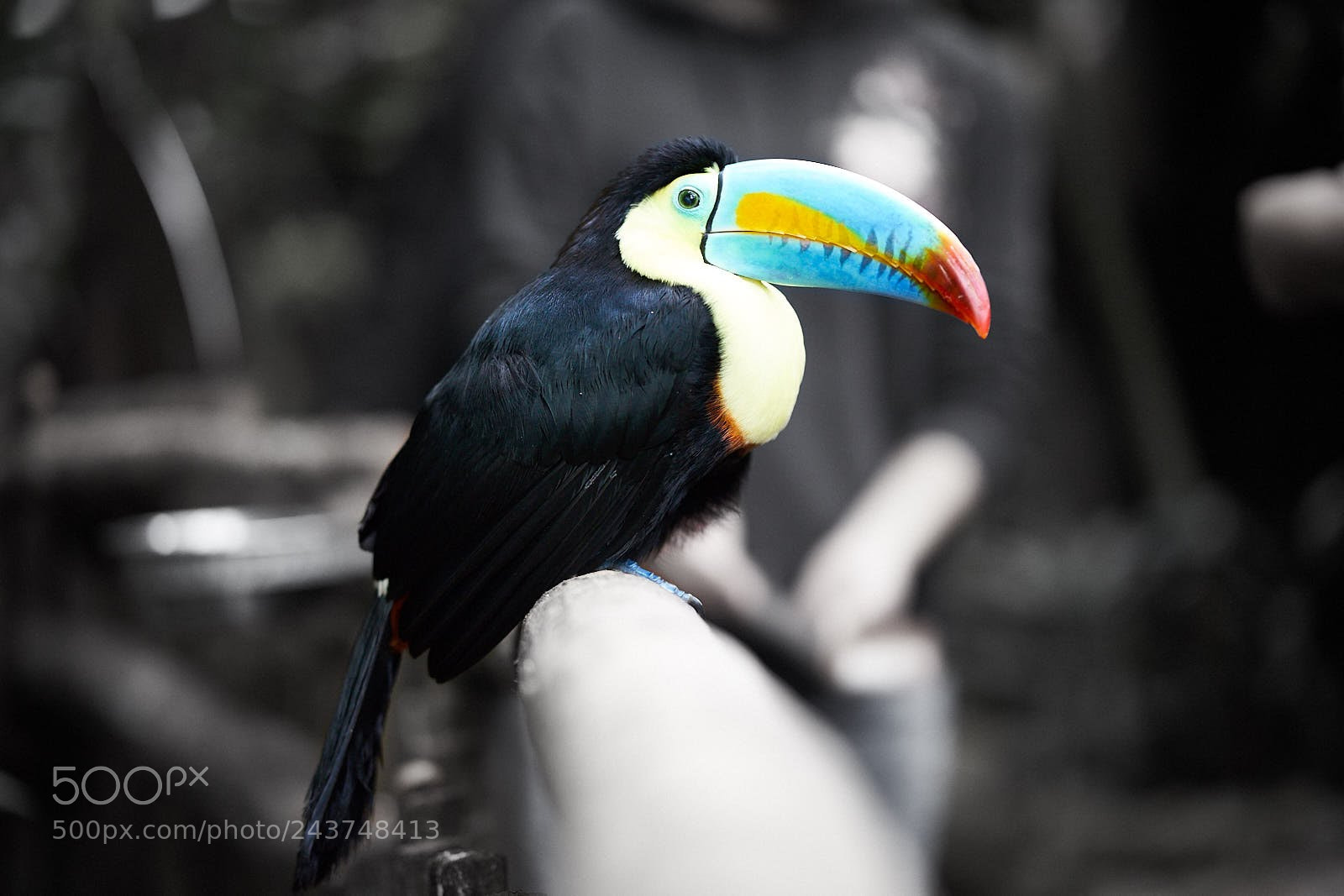 Sony a7 II sample photo. Untitled photography