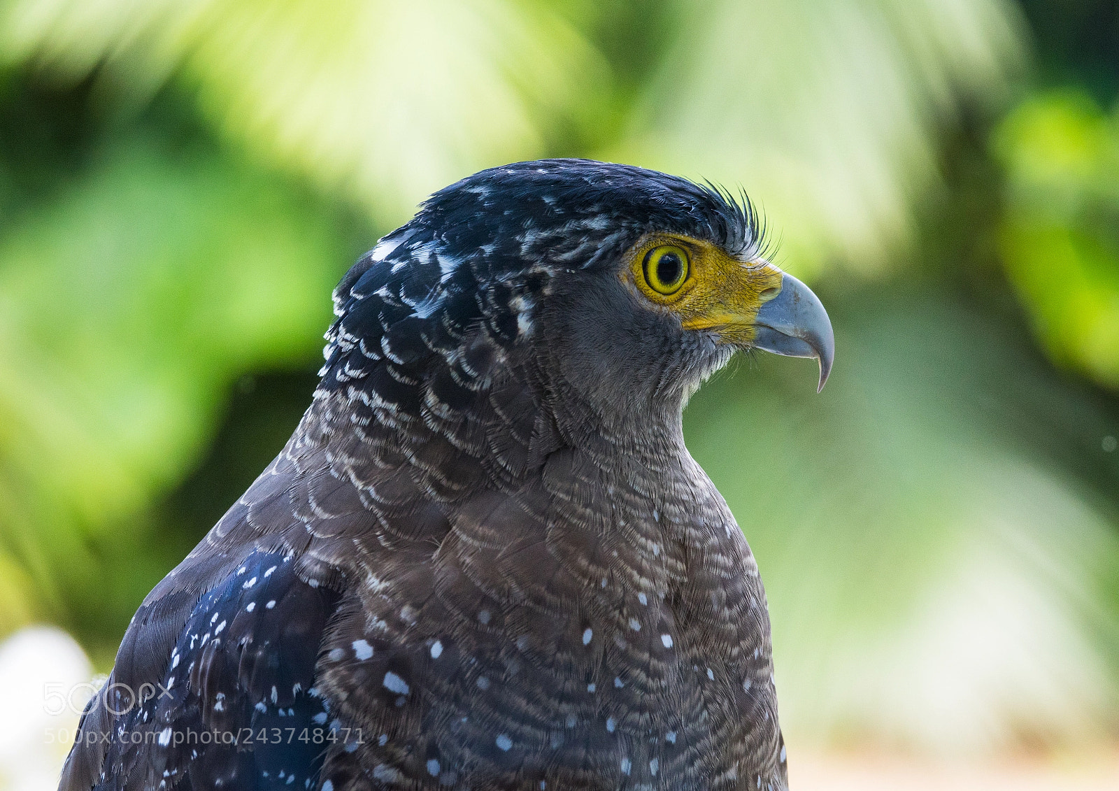 Sony Cyber-shot DSC-RX10 III sample photo. Crested serpent eagle from photography