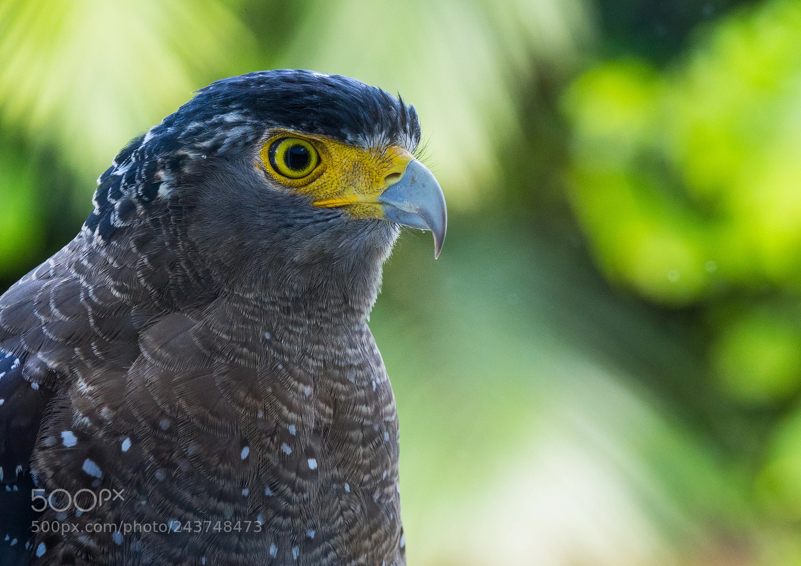 Sony Cyber-shot DSC-RX10 III sample photo. Crested serpent eagle from photography