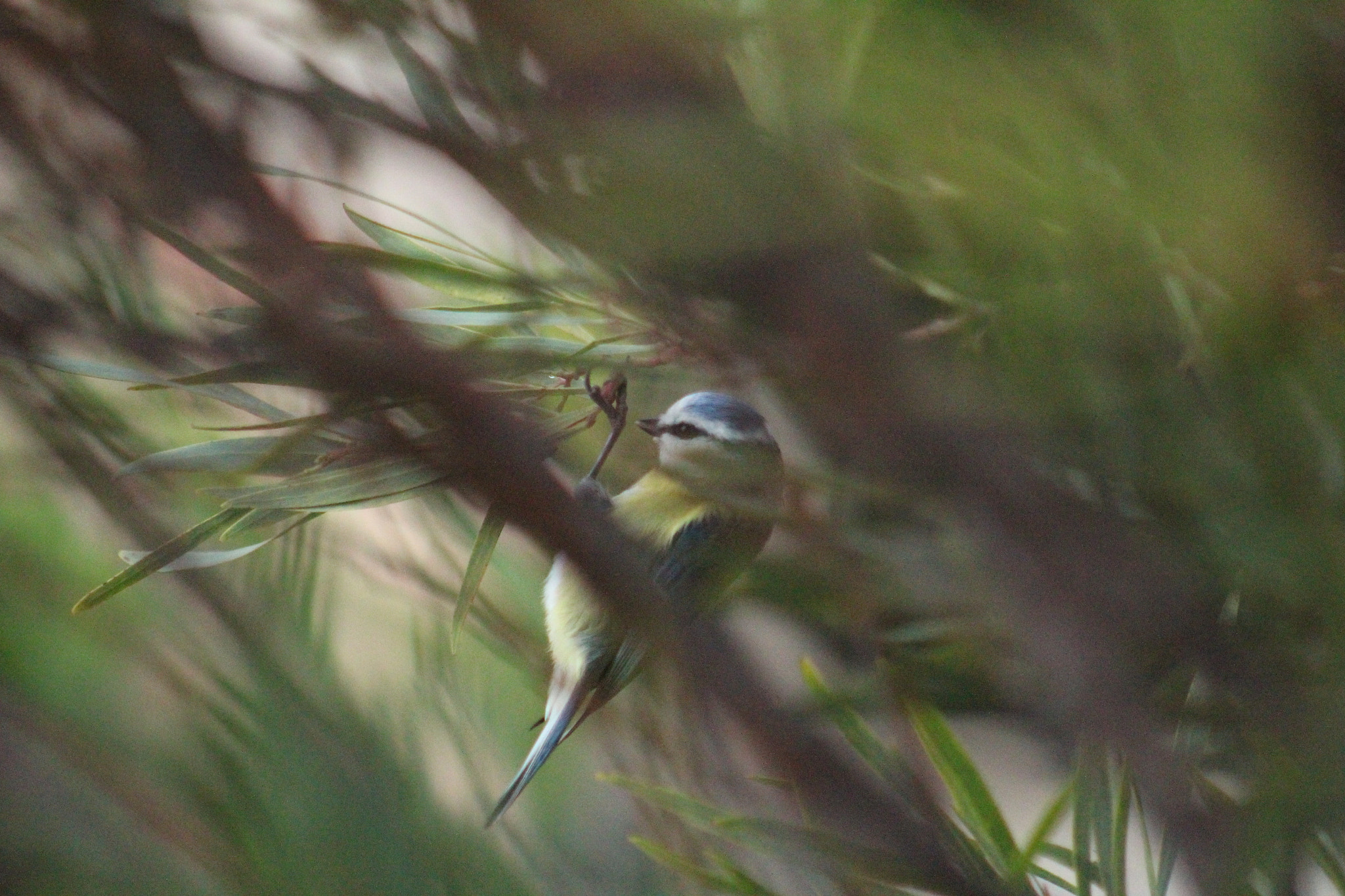 Canon EF 75-300mm f/4-5.6 USM sample photo. Img photography