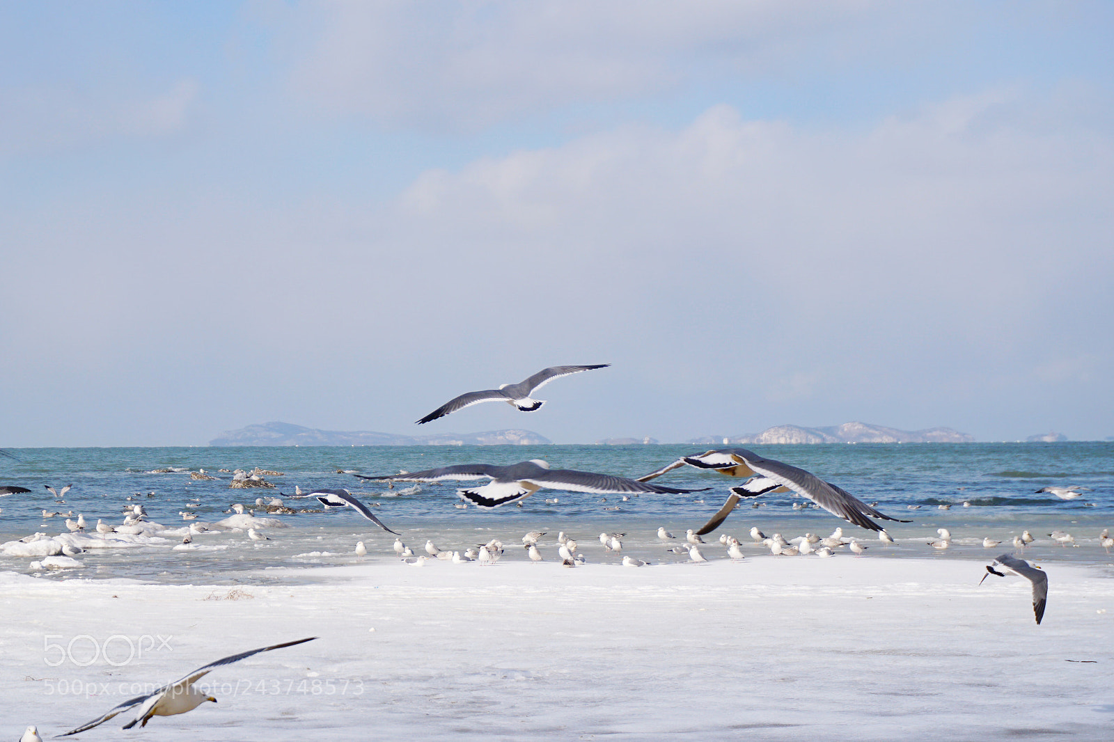 Sony a6300 sample photo. Seagulls photography