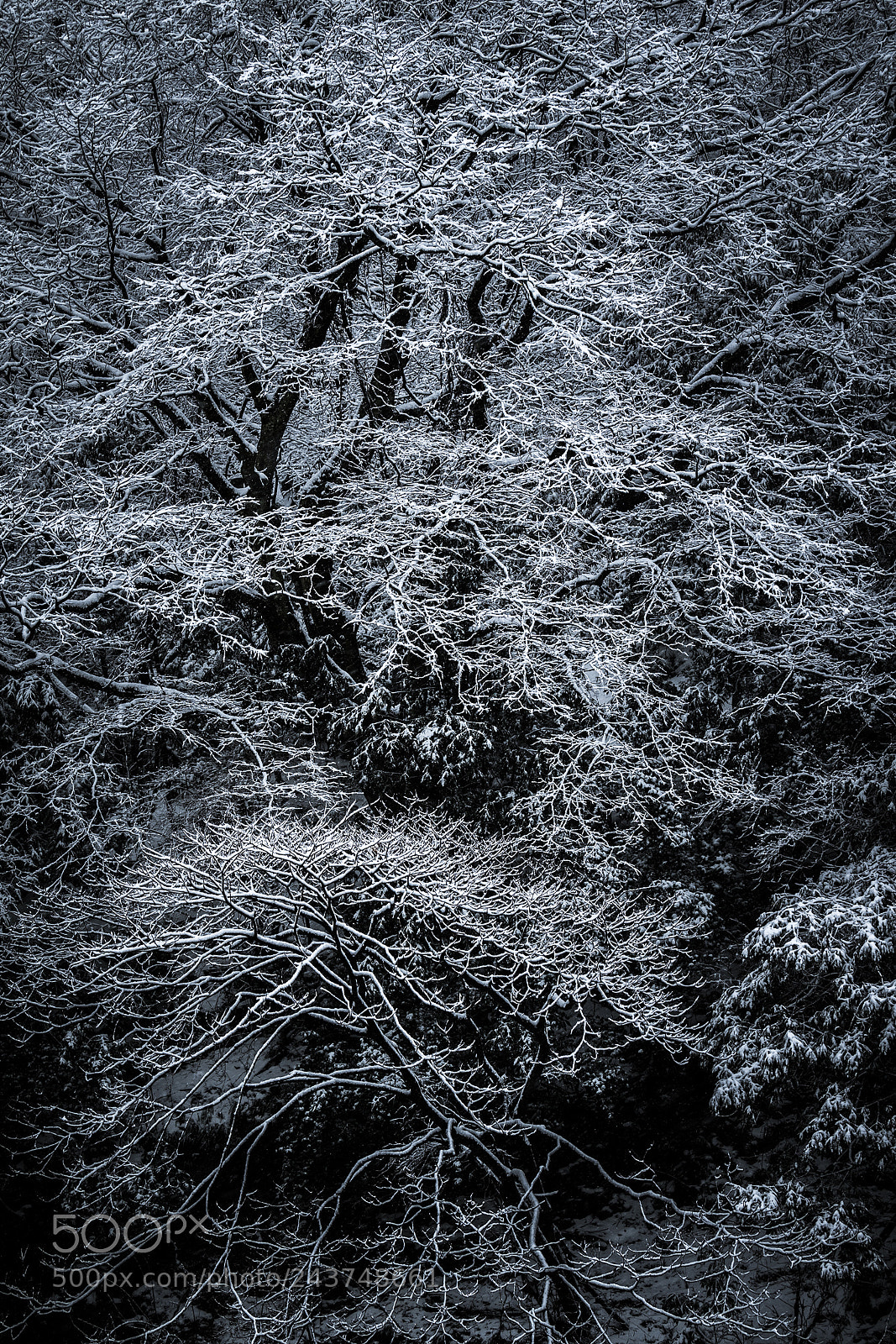 Nikon D5 sample photo. 沁沁 photography