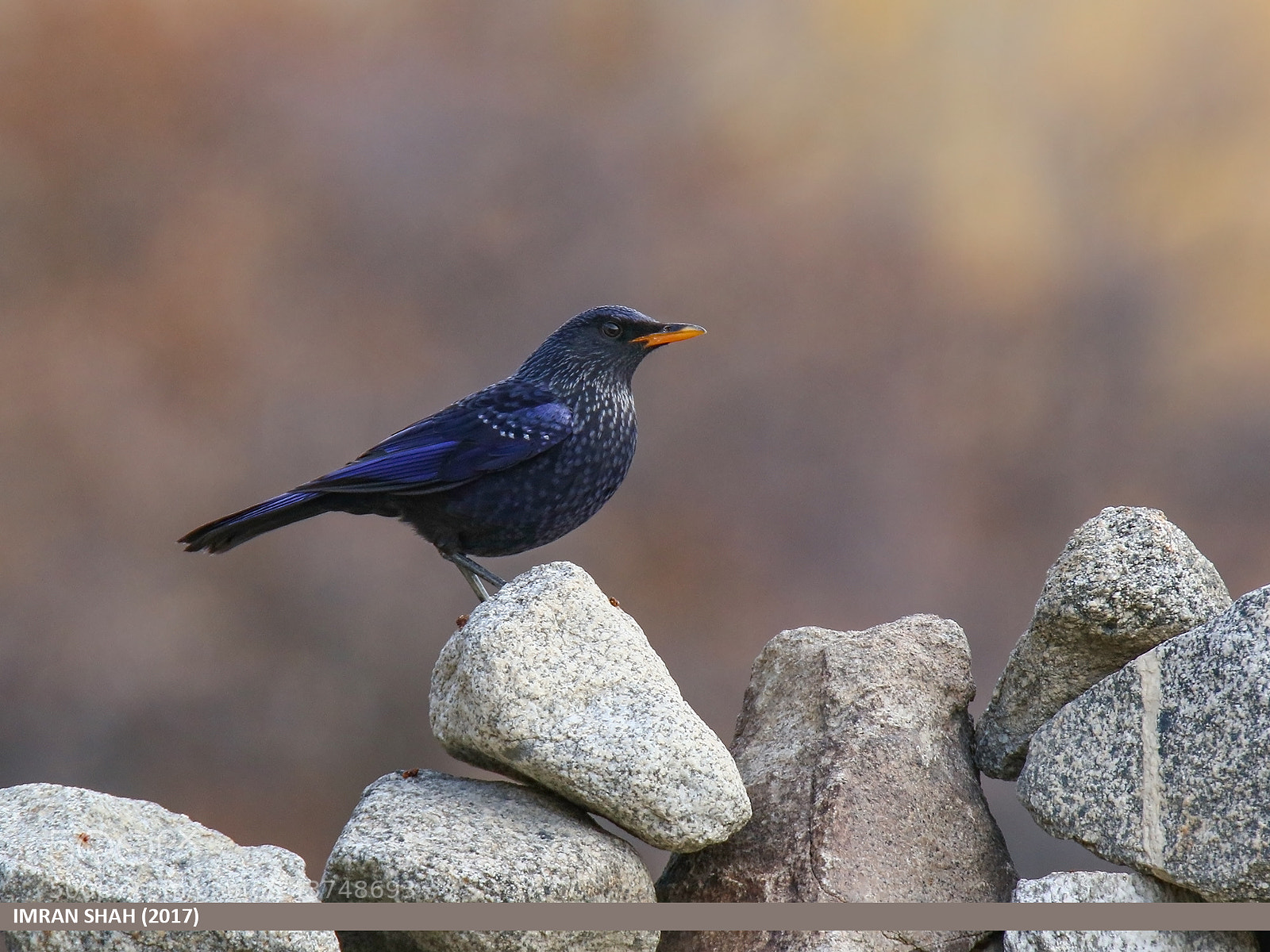 Canon EOS 7D Mark II sample photo. Blue whistling thrush myophonus photography