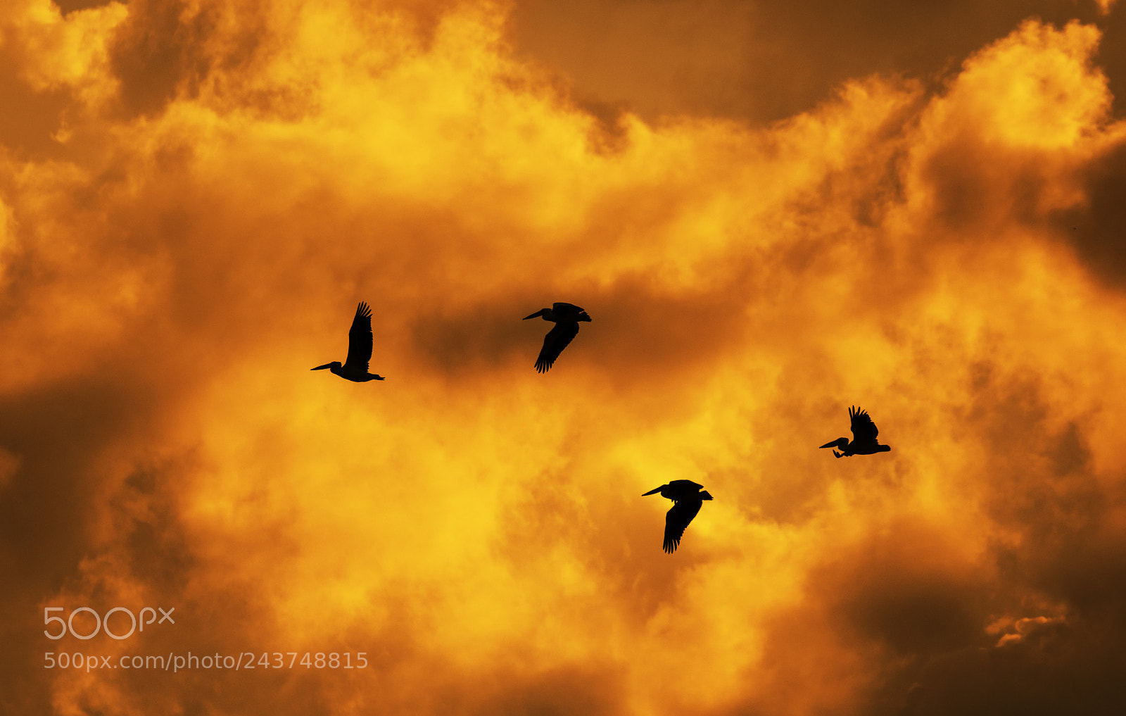 Nikon D7200 sample photo. Bird migration in a photography