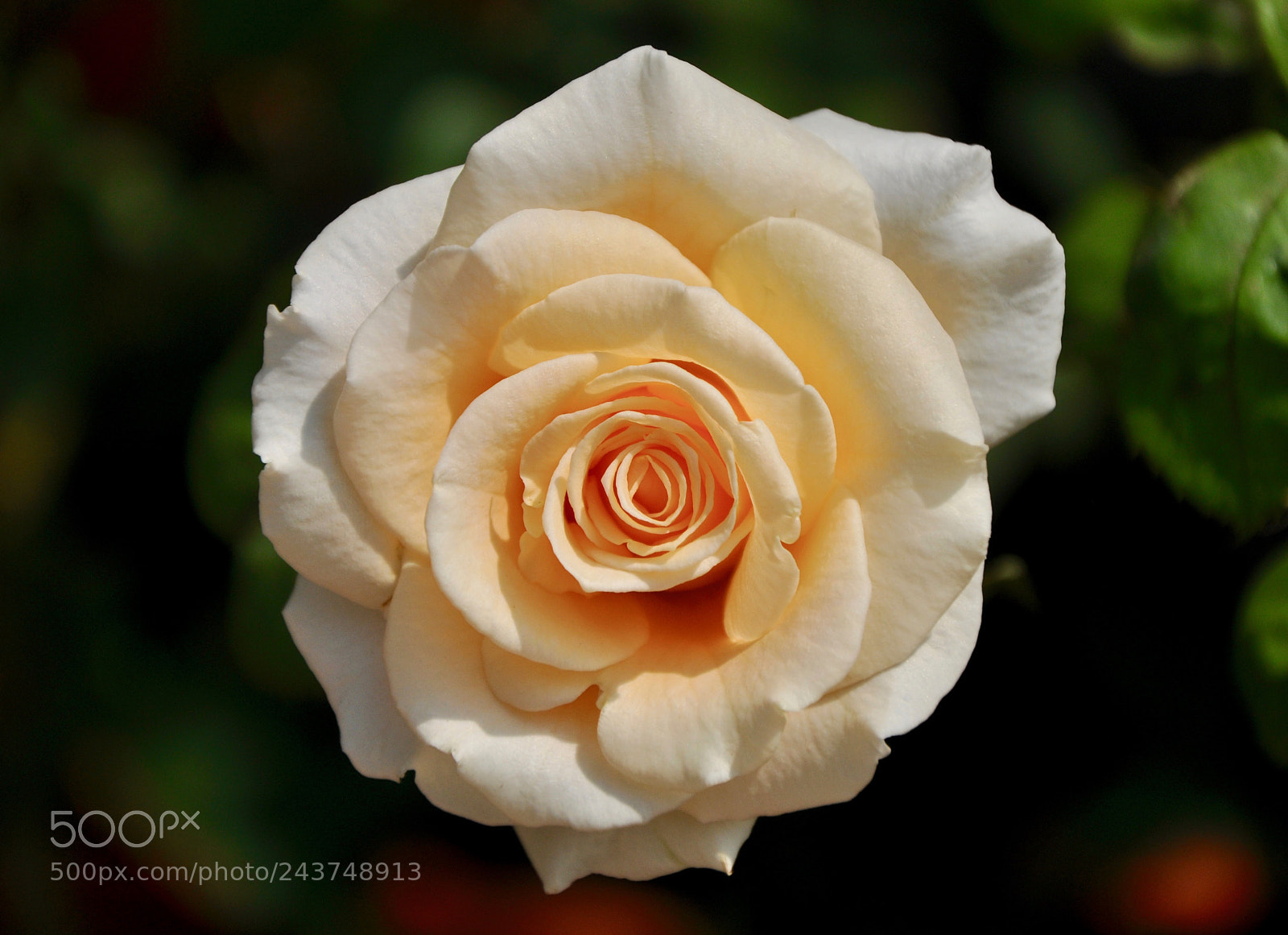 Nikon D90 sample photo. Beauty in beauty photography