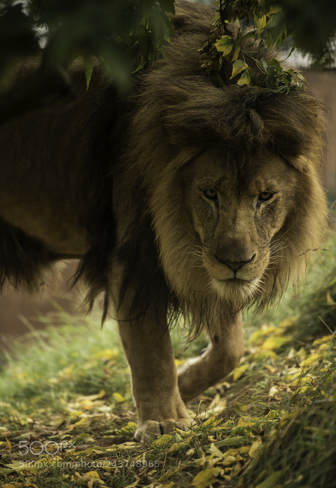 Nikon D5 sample photo. Lion photography