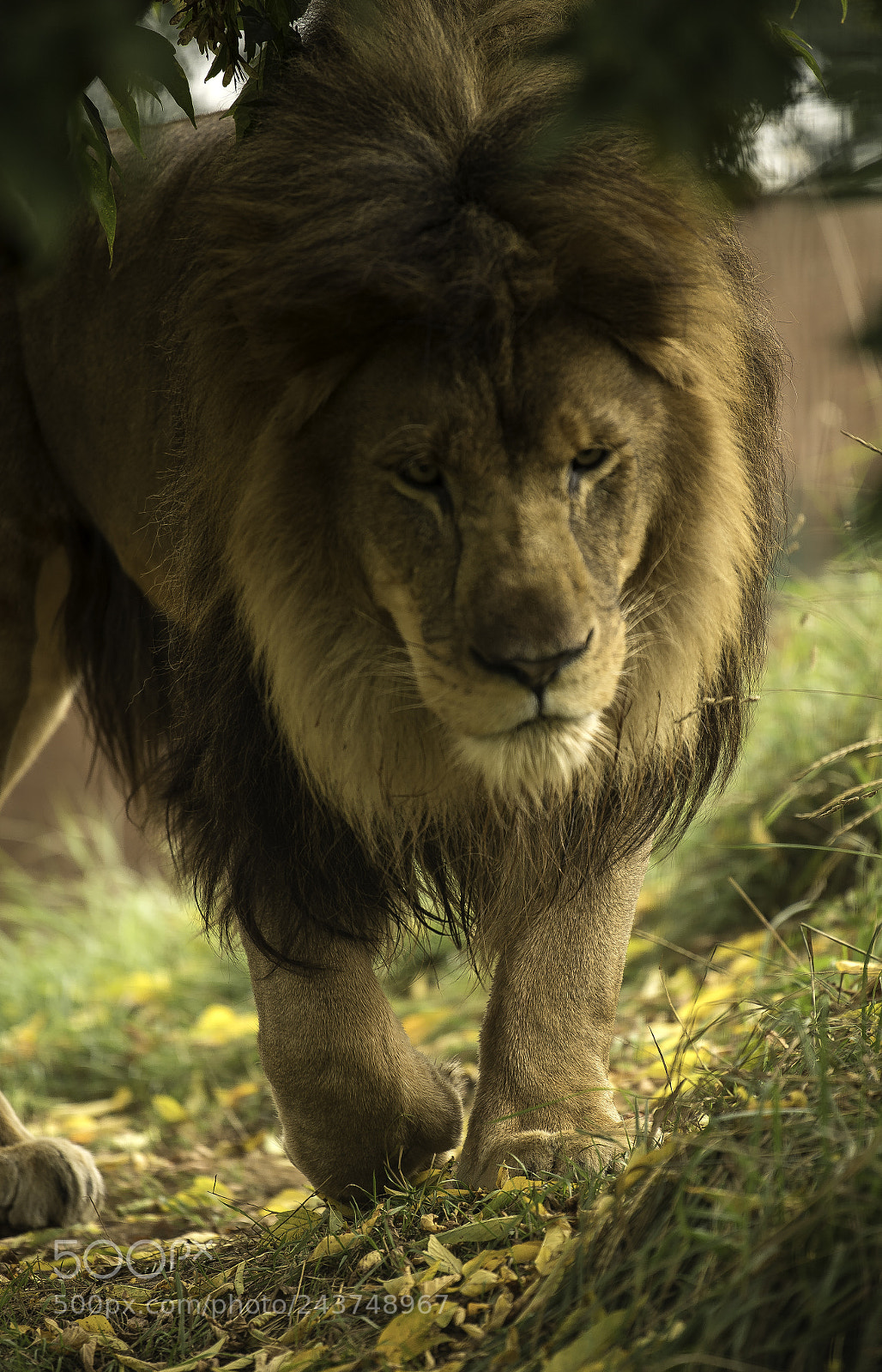 Nikon D5 sample photo. Lion photography