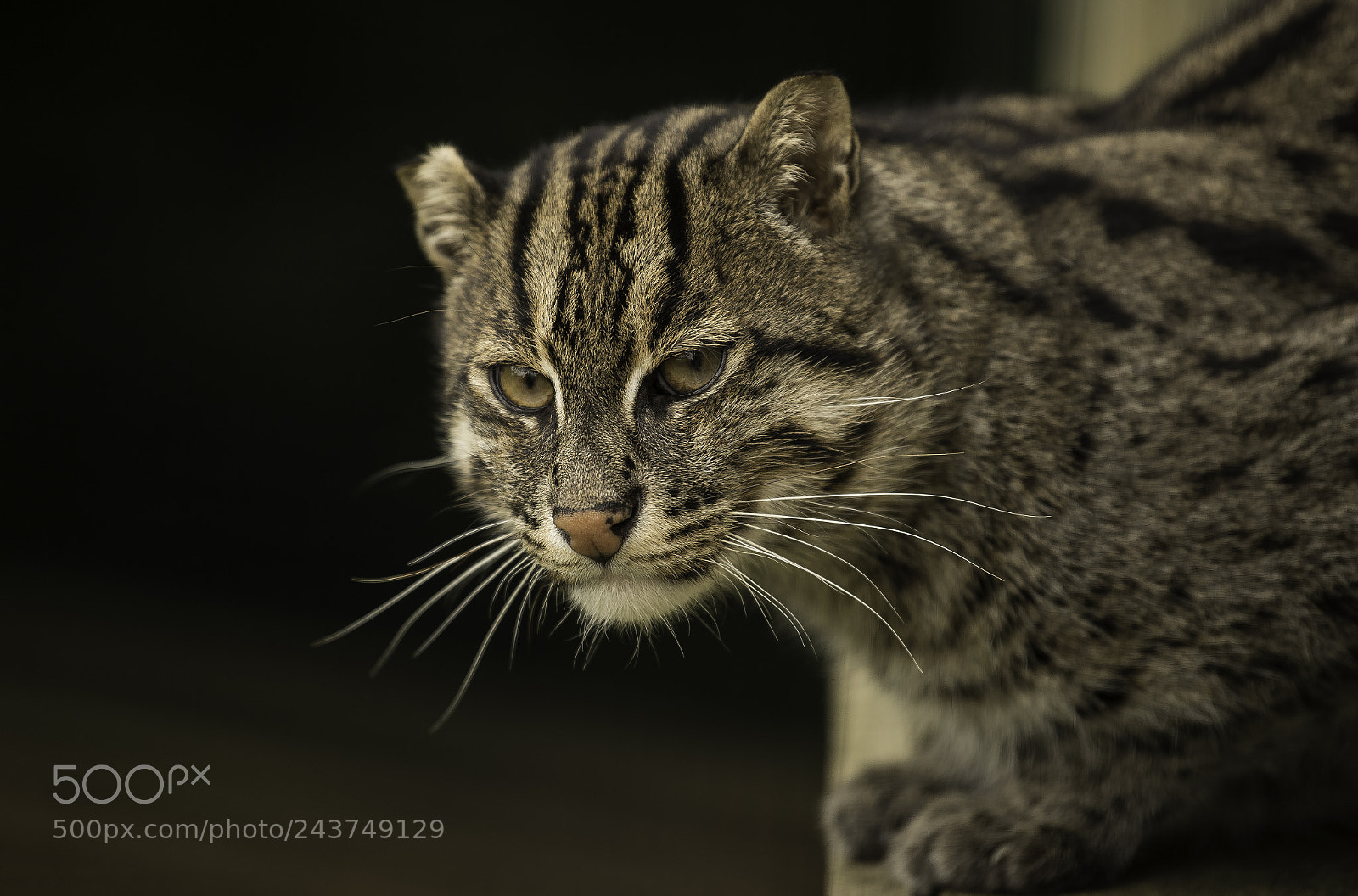 Nikon D5 sample photo. Fishing cat photography