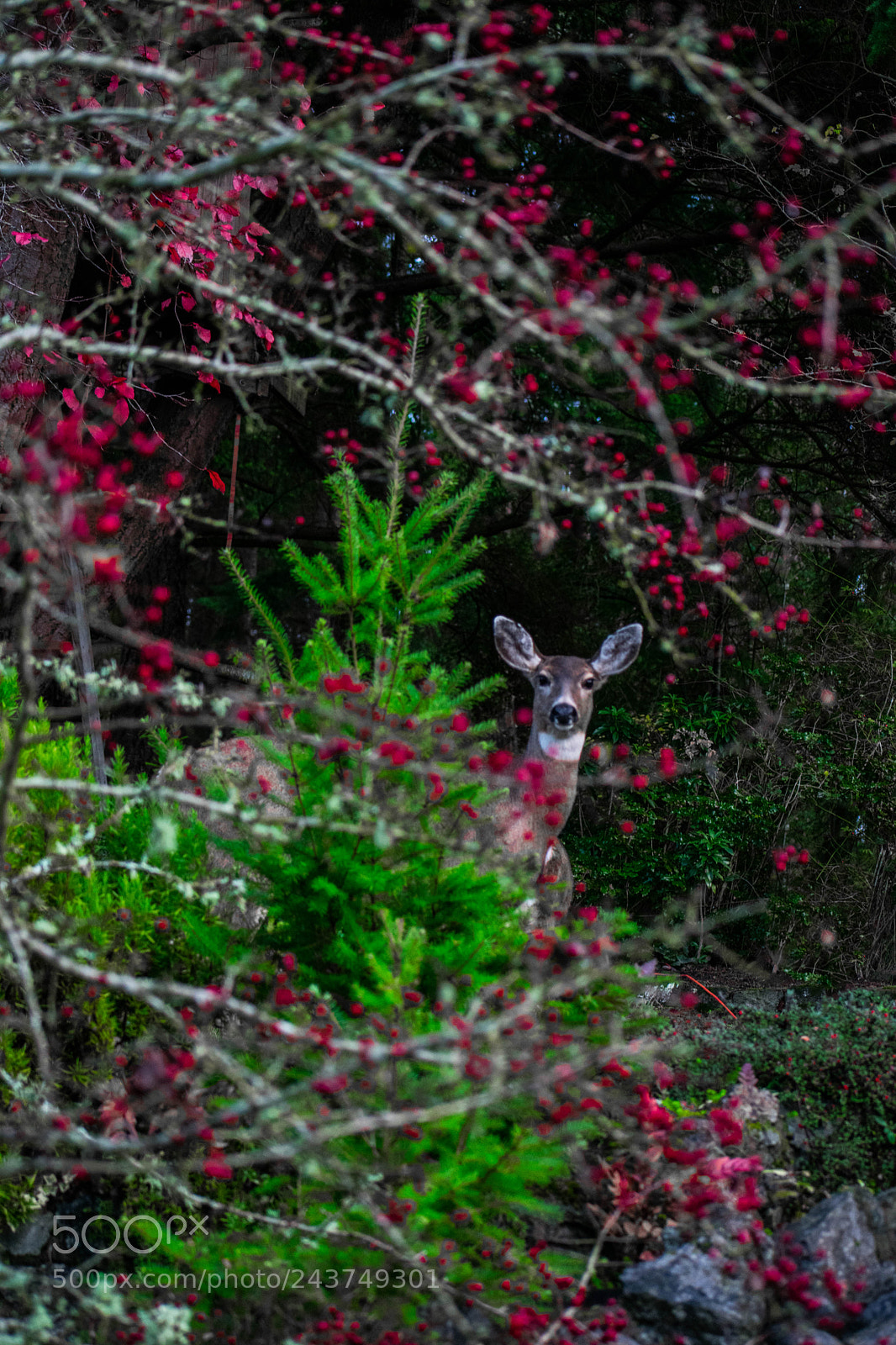 Nikon D3400 sample photo. Nature wildlife photography